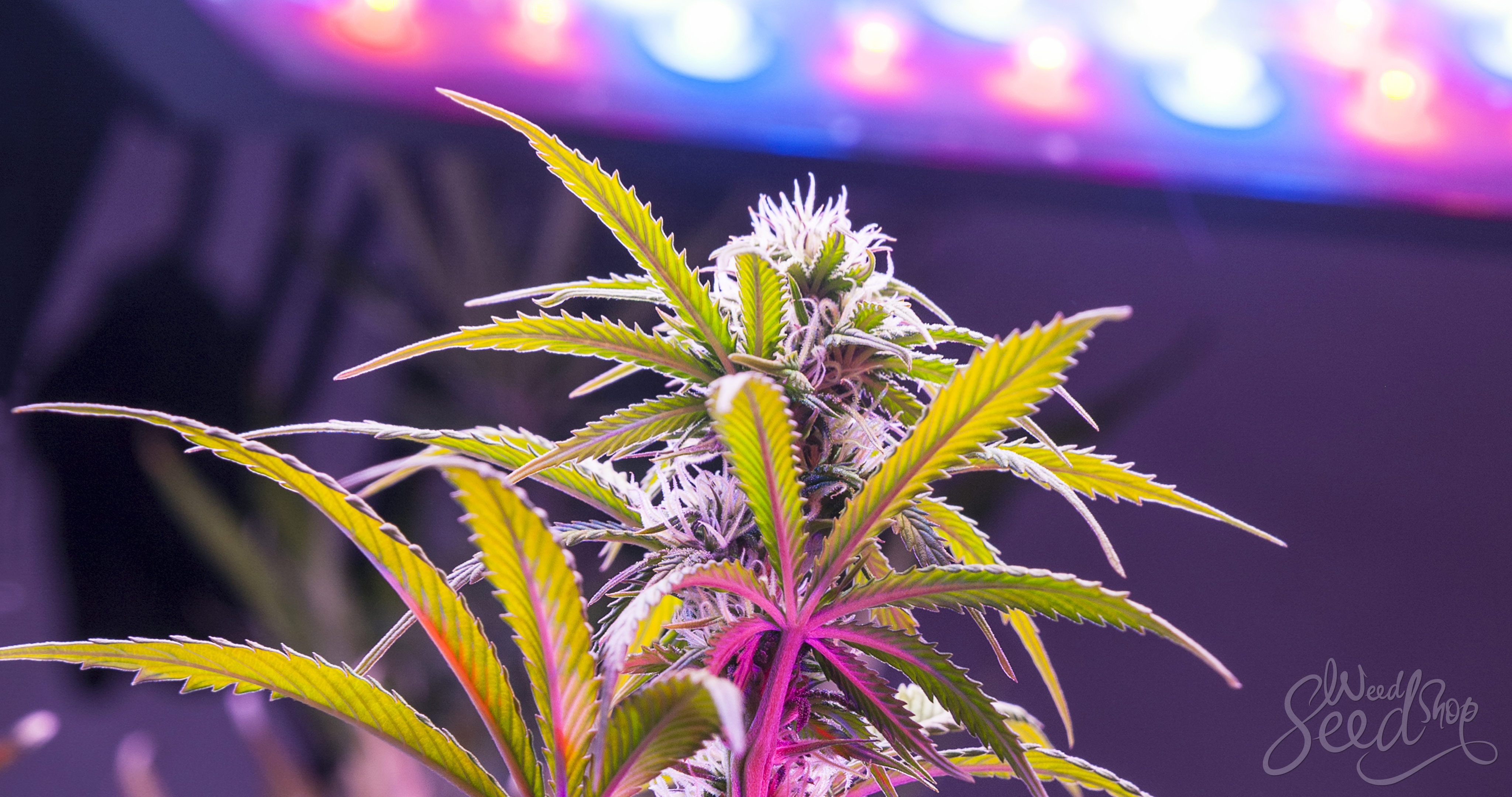 Top 10 luces LED de cultivo en el mercado - WeedSeedShop