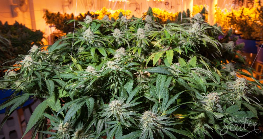 10 beste wietsoorten voor binnen kweek - WeedSeedShop