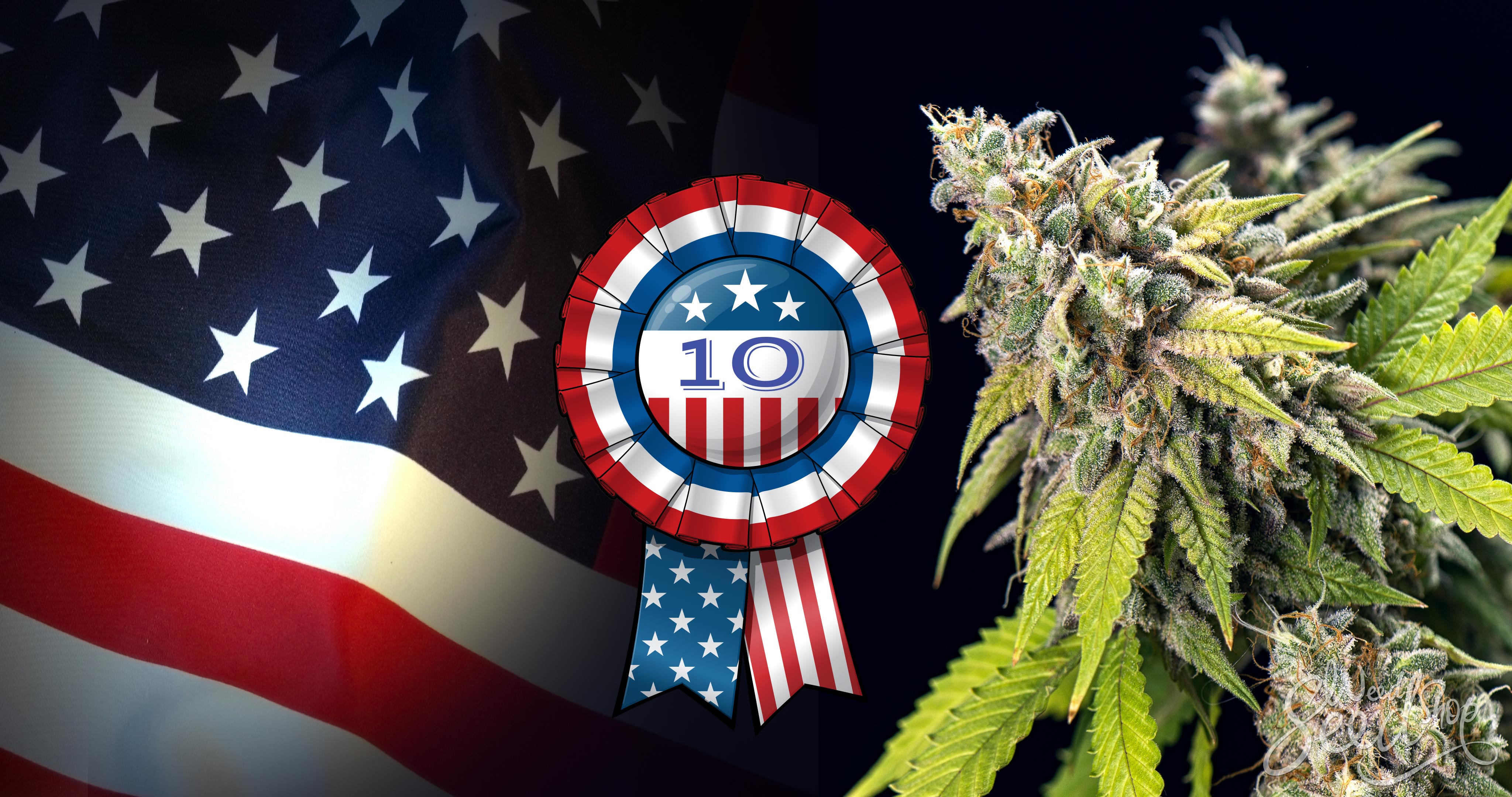 10 variétés de cannabis qui ont du succès aux US - WeedSeedShop Blog