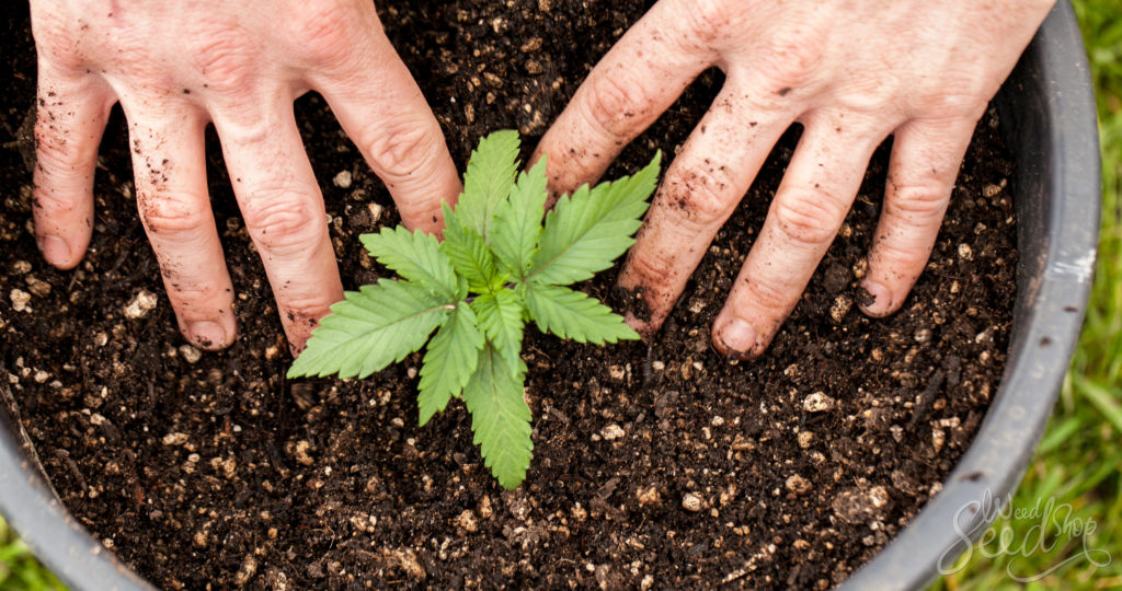 9 formas para cultivar marihuana ecológica - WeedSeedShop