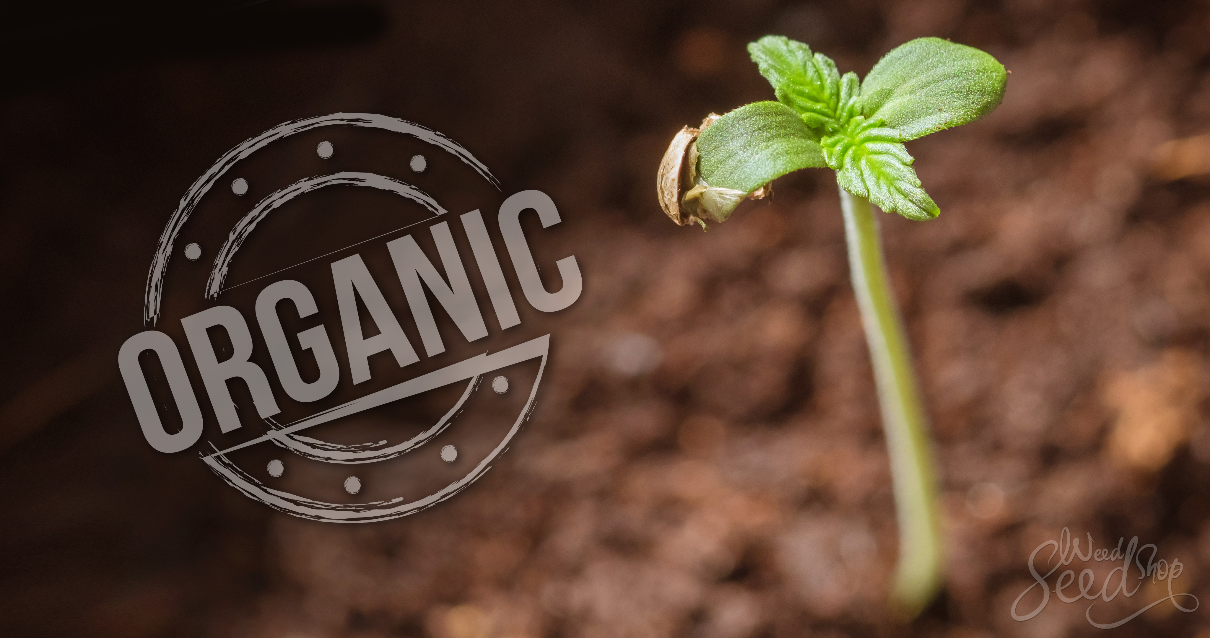 Niet alle cannabis wordt veganistisch geteeld - WeedSeedShop Blog