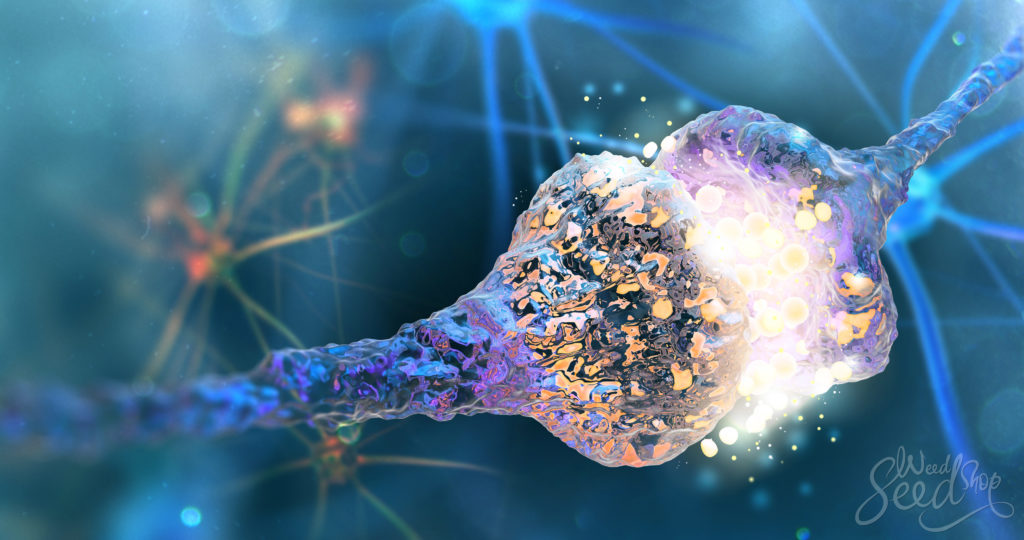 Anandamide: De THC van het menselijk lichaam - WeedSeedShop