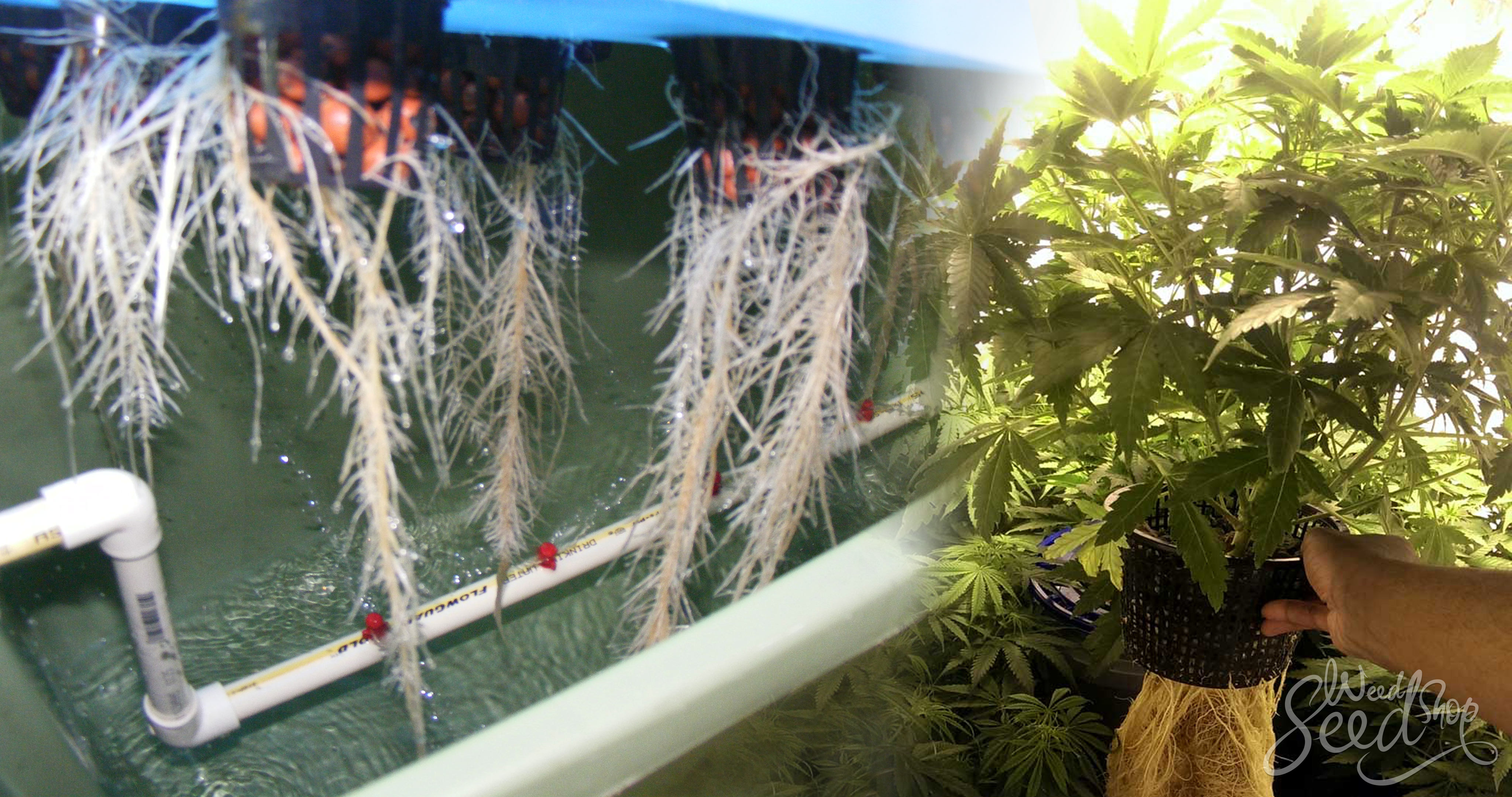 Aquaponics – Wat is het en hoe gebruik je het - WeedSeedShop Blog