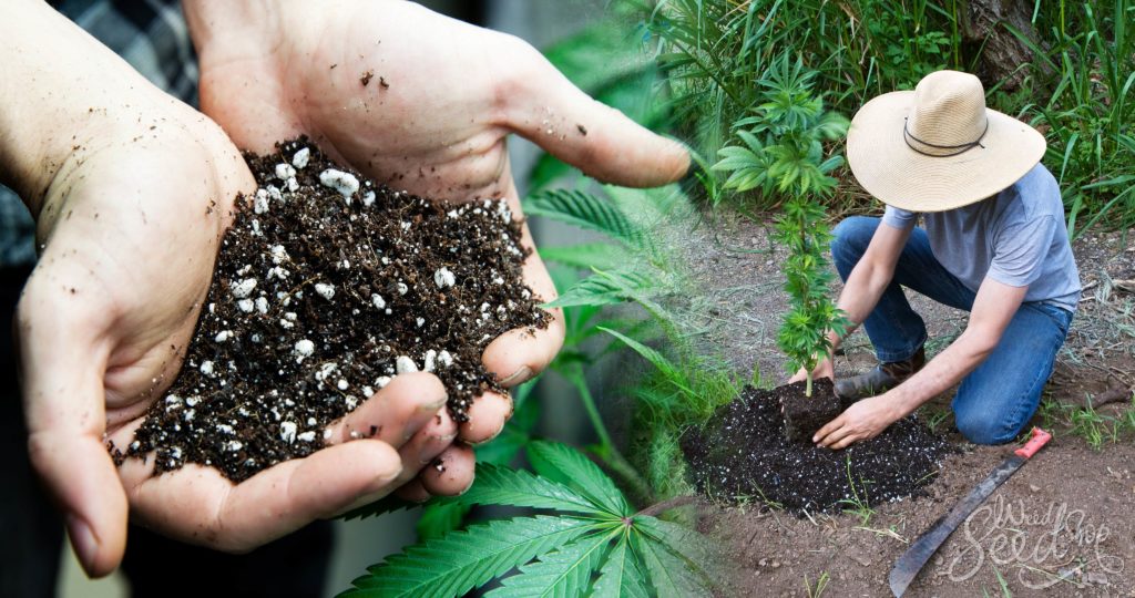 The Best Soil for Growing Cannabis – WeedSeedShop