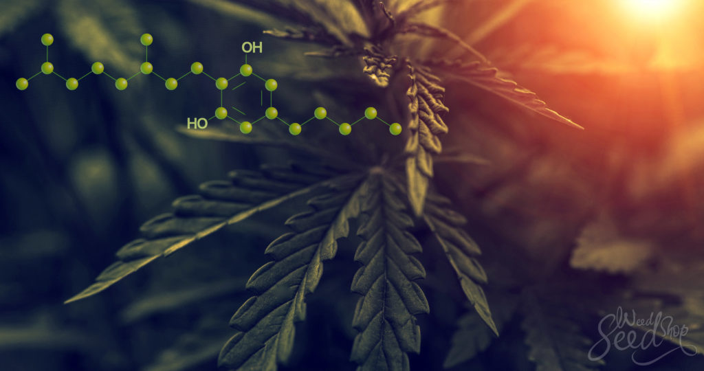 CBG, Cannabigerol: The cannabinoid we shouldn’t ignore