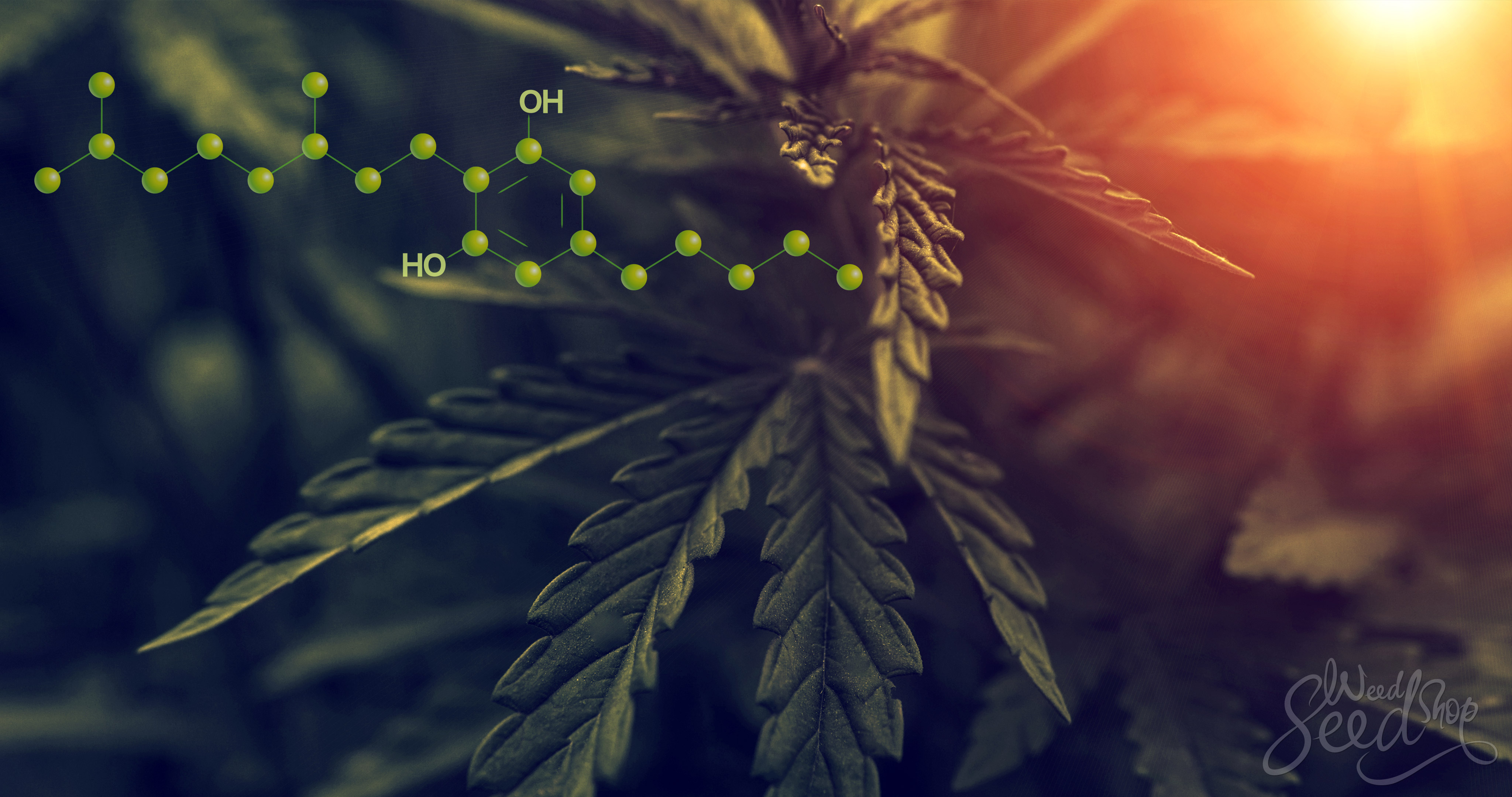 Cannabinoid Science: CBG, oder Cannabigerol - WeedSeedShop