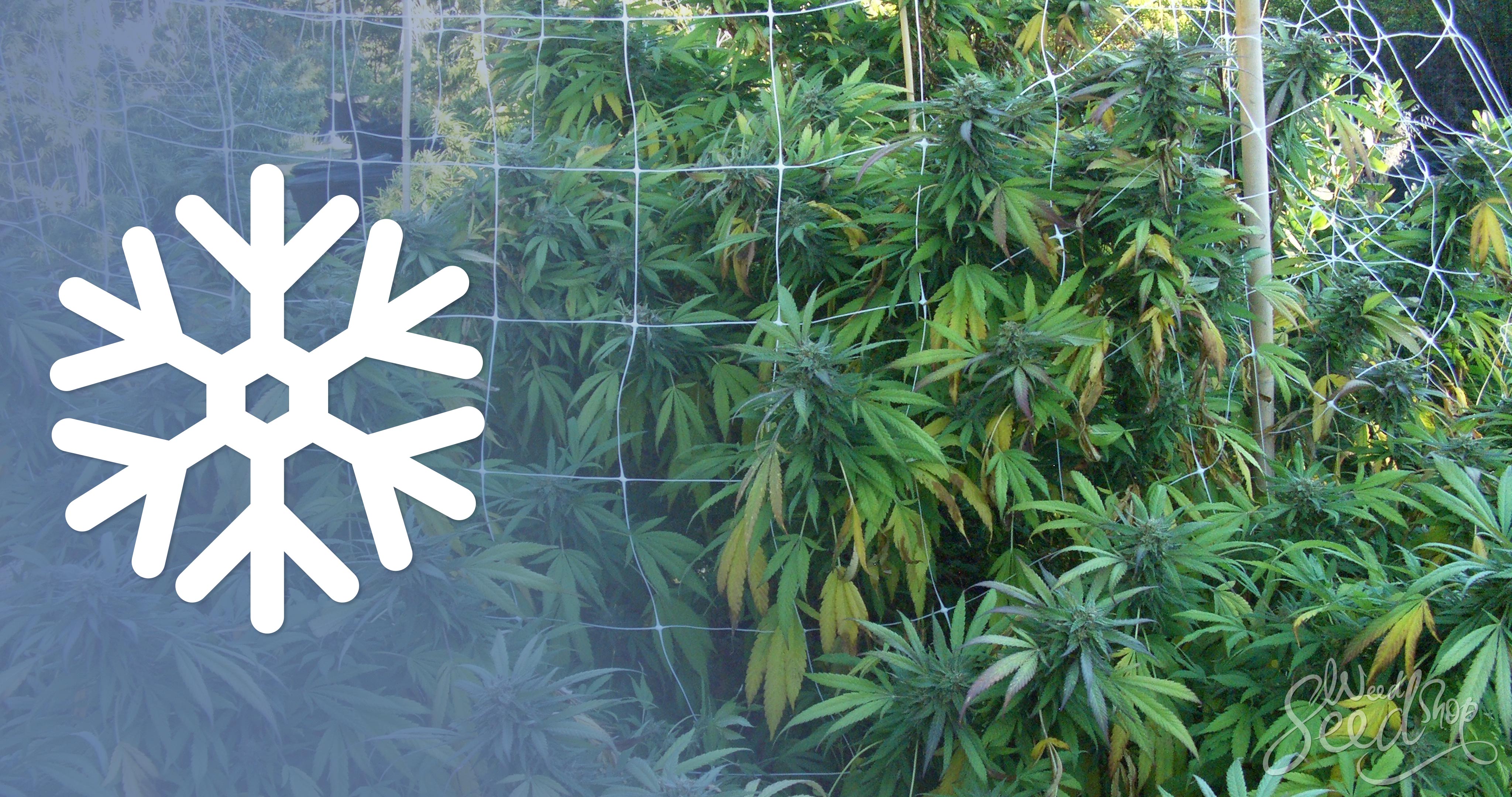 10 Tips for Growing Cannabis in Cold Climates - WeedSeedShop