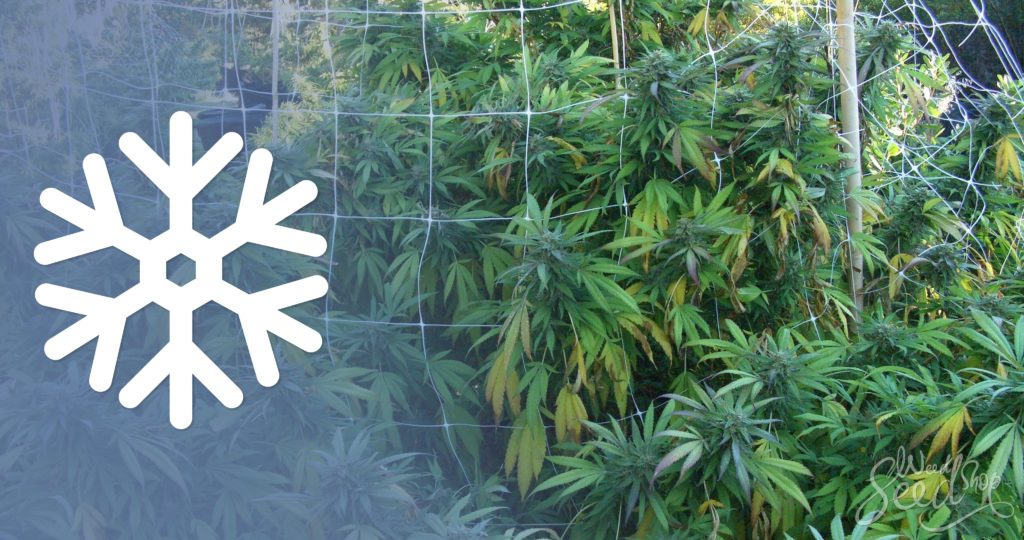 10 Tipps für den Cannabis-Anbau in der Kälte - WeedSeedShop