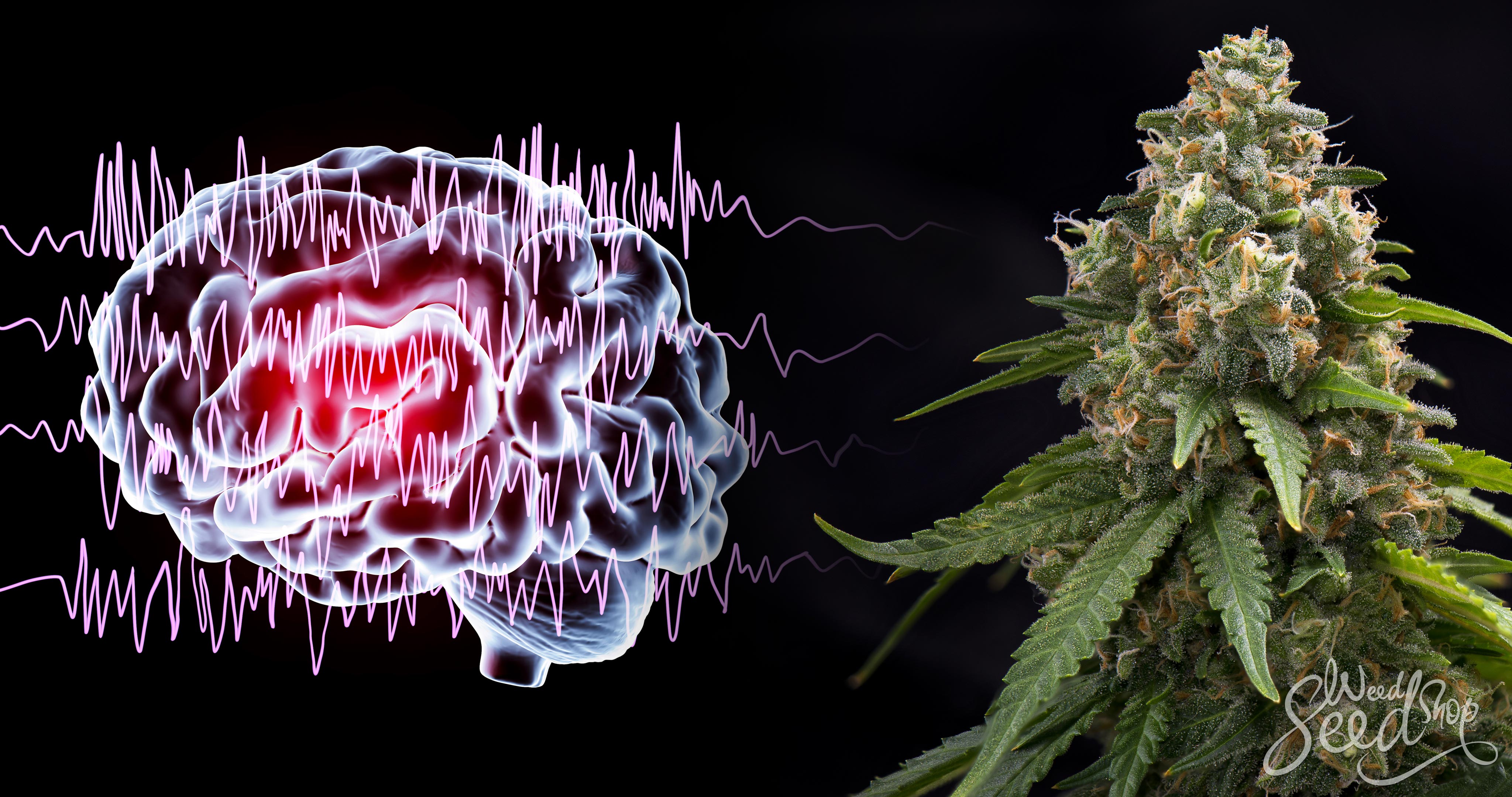 ¿El cannabis puede tratar la epilepsia? – WeedSeedShop