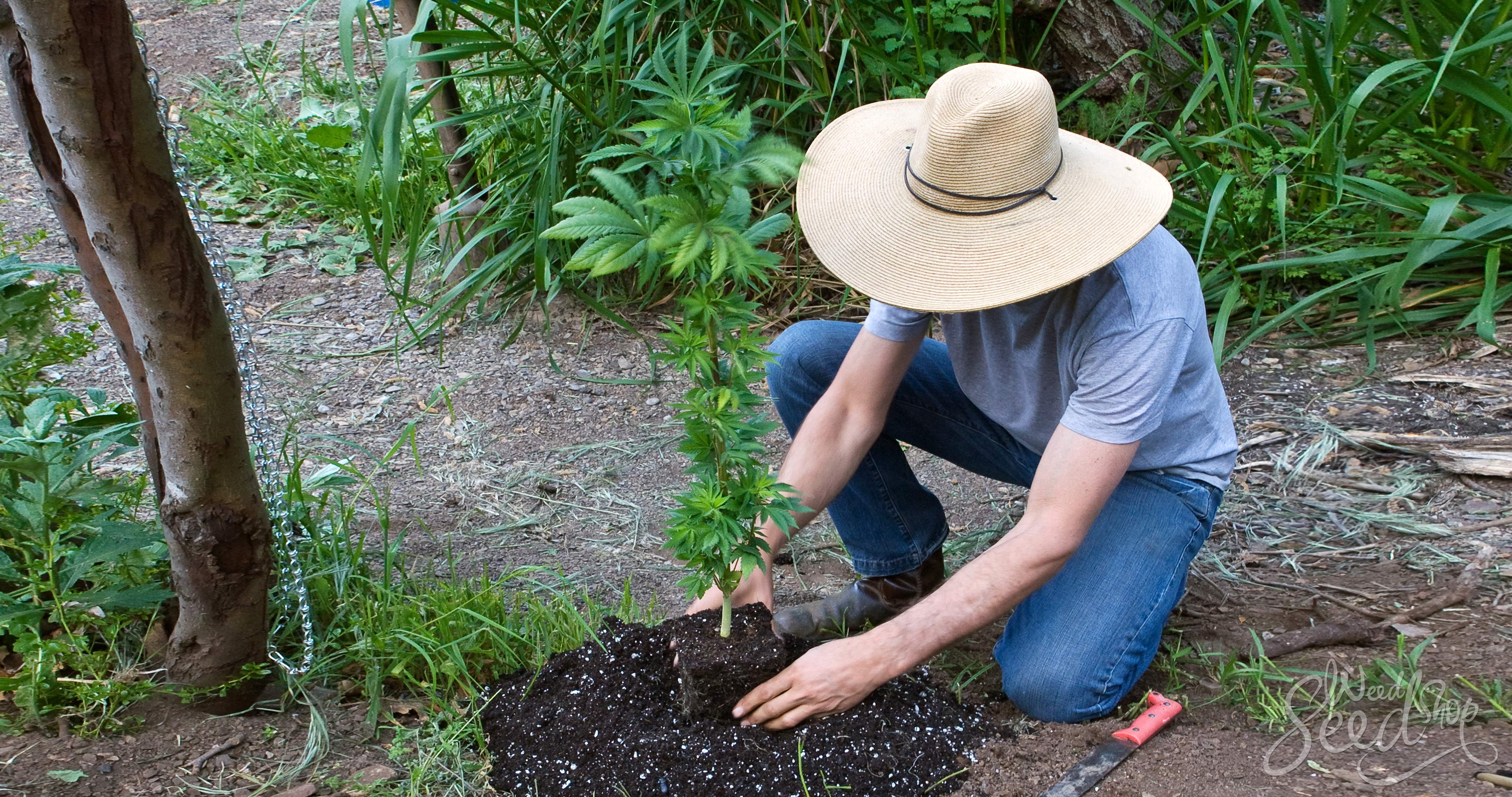 Comment faire pousser ta propre plante de marijuana hybride