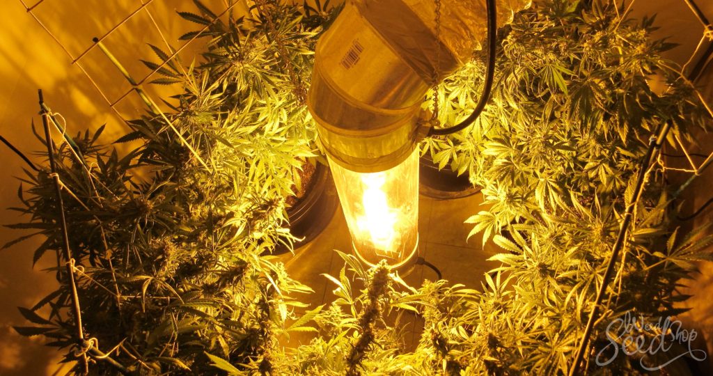 Cómo cultivar marihuana verticalmente