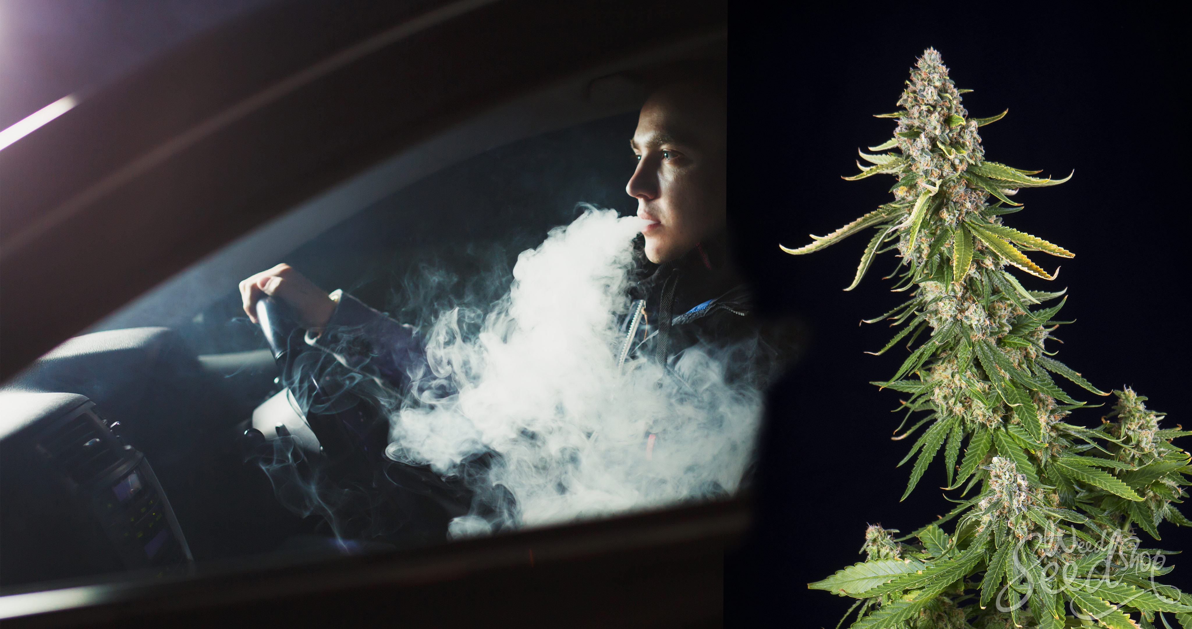 ¿La marihuana te hace un mal conductor? - WeedSeedShop Blog