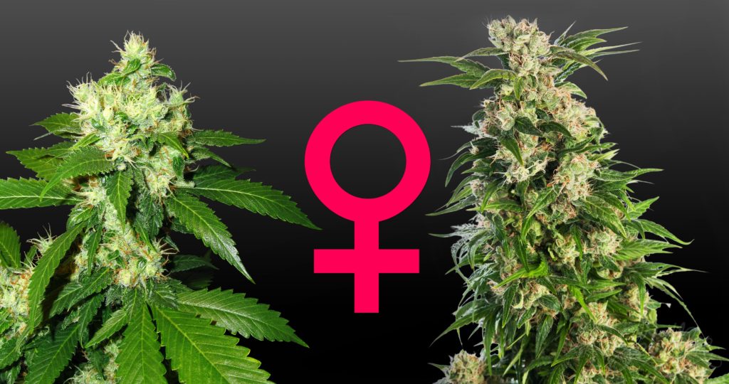 ¿Qué son las semillas de mota feminizadas?