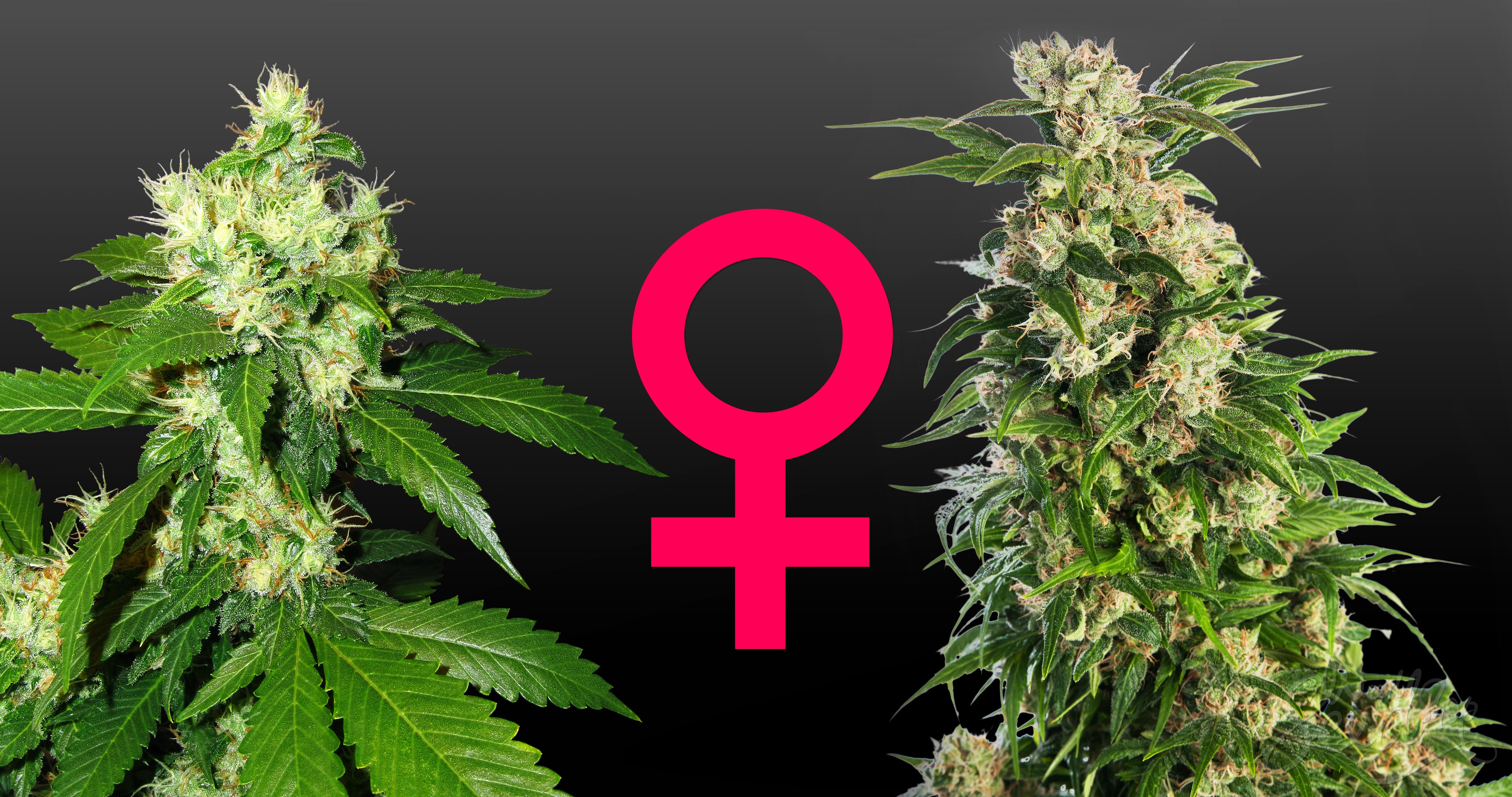 L’origine et la création des graines de cannabis féminisées