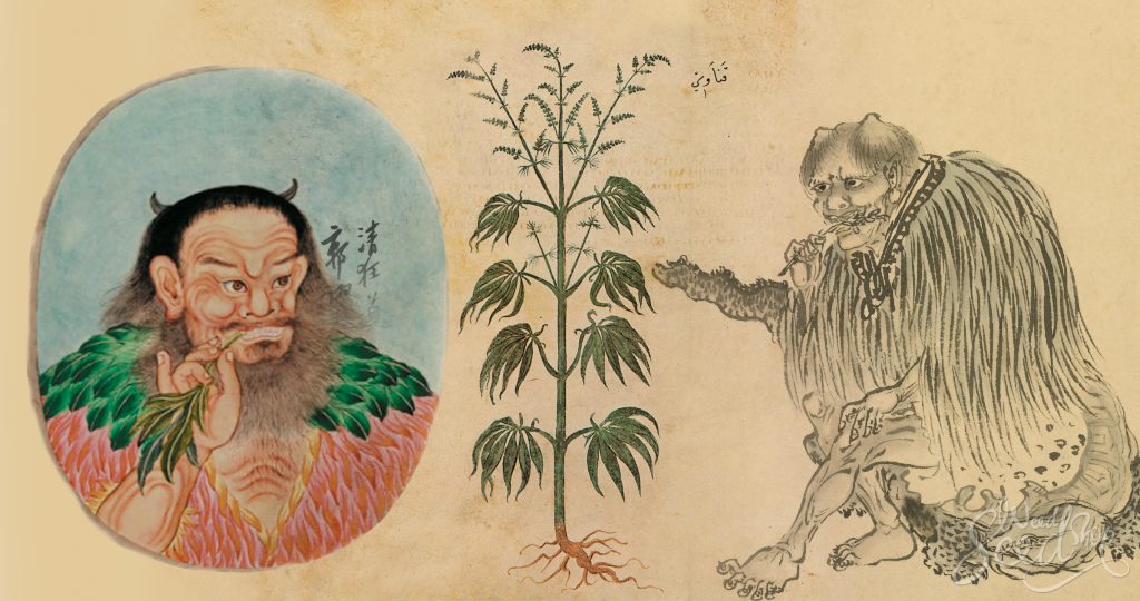 L'histoire de la culture du Cannabis