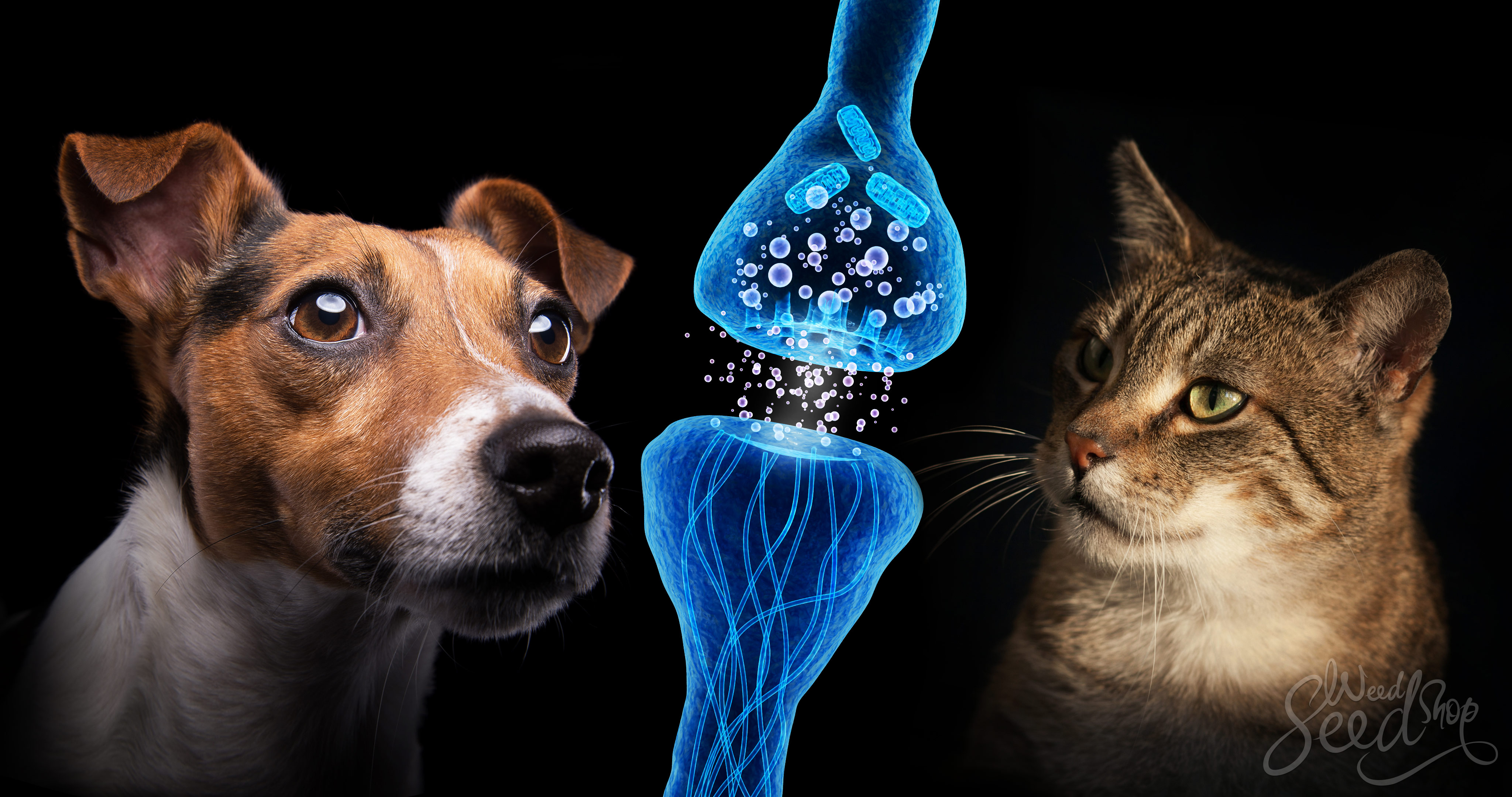 Hoe cannabis honden en katten kan helpen - WeedSeedShop Blog