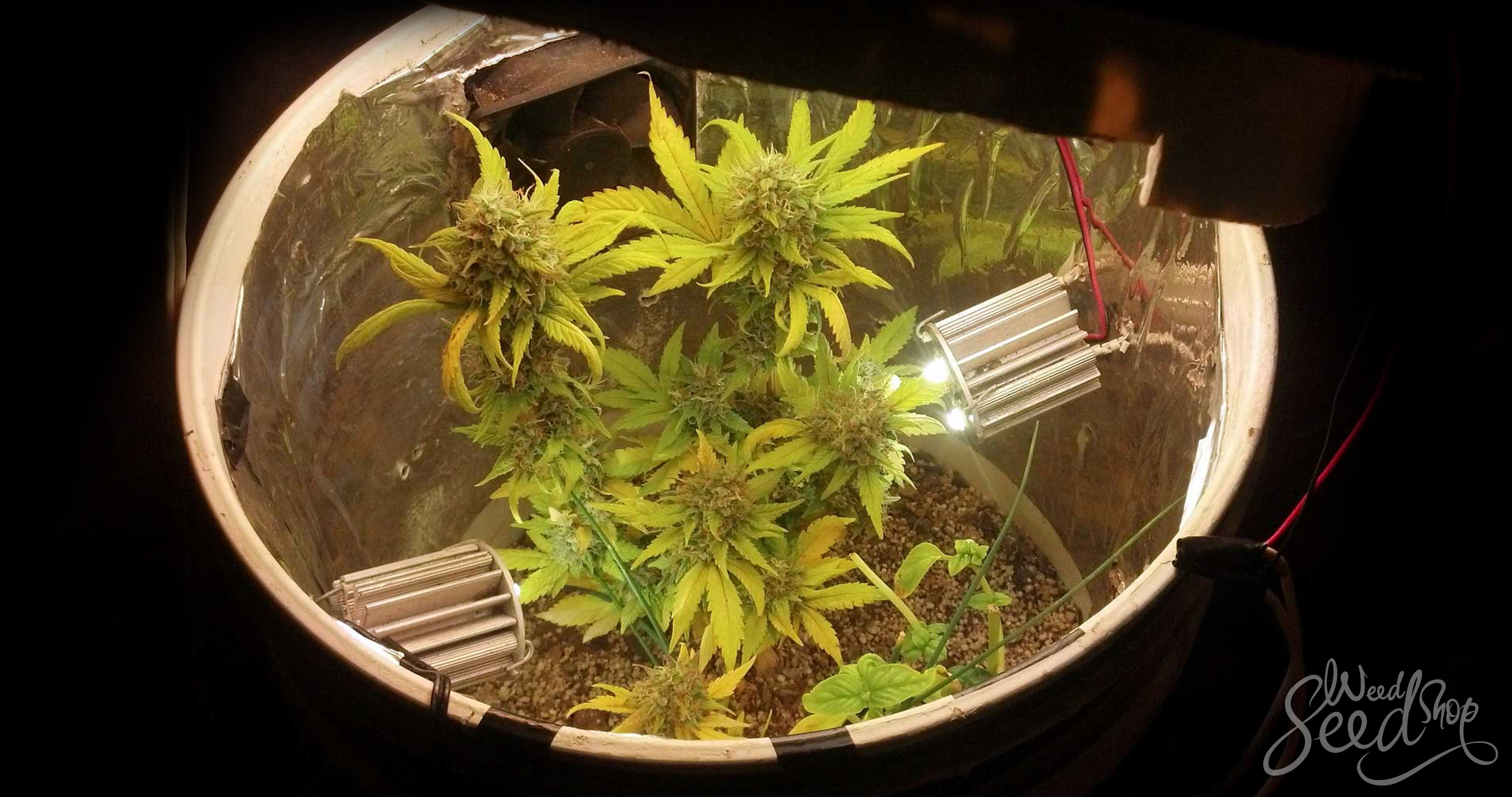 How To Grow Weed in Small Spaces - WeedSeedShop Blog