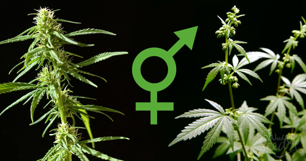 Cómo saber si tu planta de marihuana es femenina o masculina