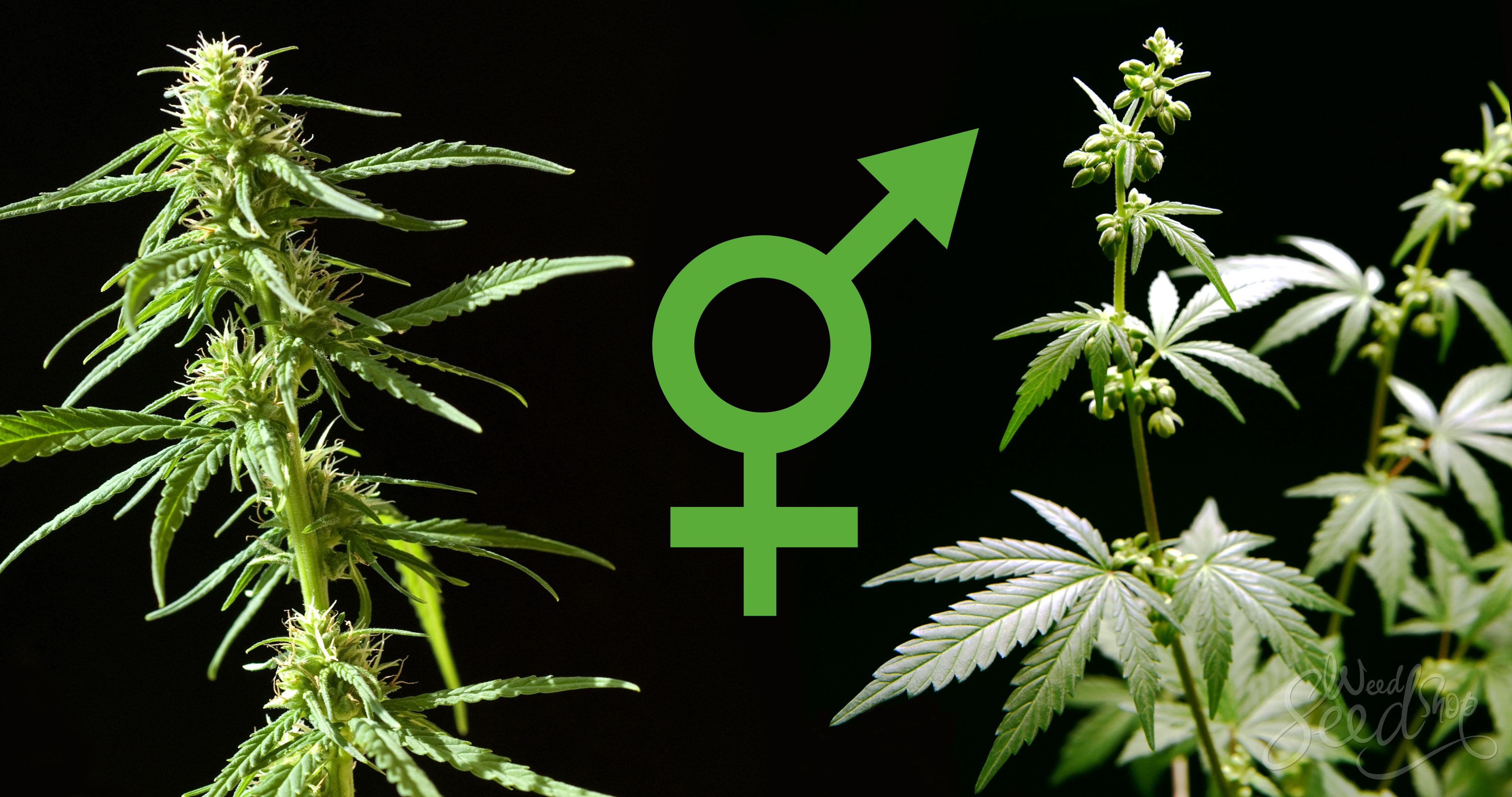 How To Know if Your Marijuana Plant is Male or Female