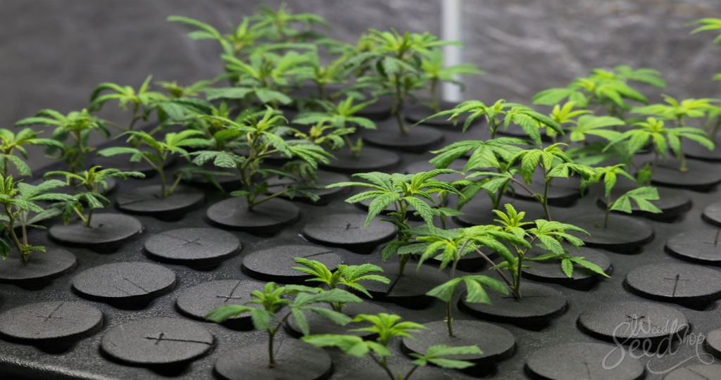 Comment cloner une plante de cannabis - WeedSeedShop