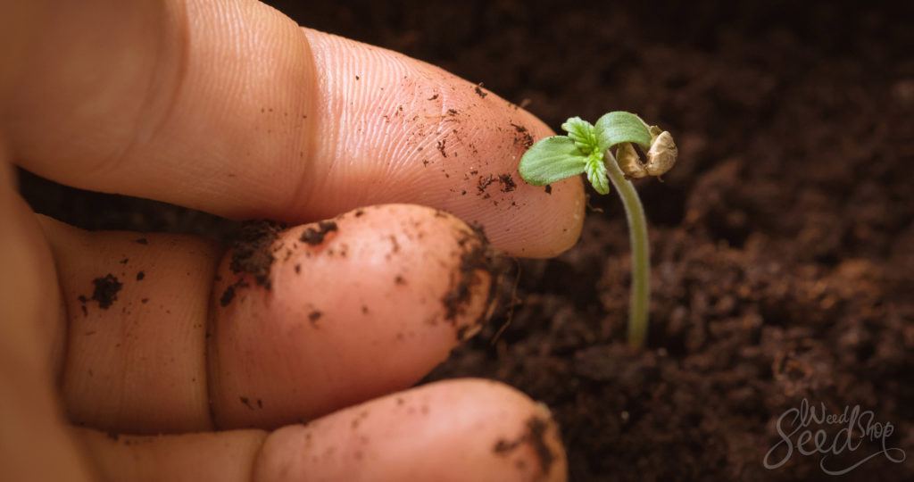 Comment faire pousser du super cannabis dans du sol recyclé organique vivant - WeedSeedShop Blog