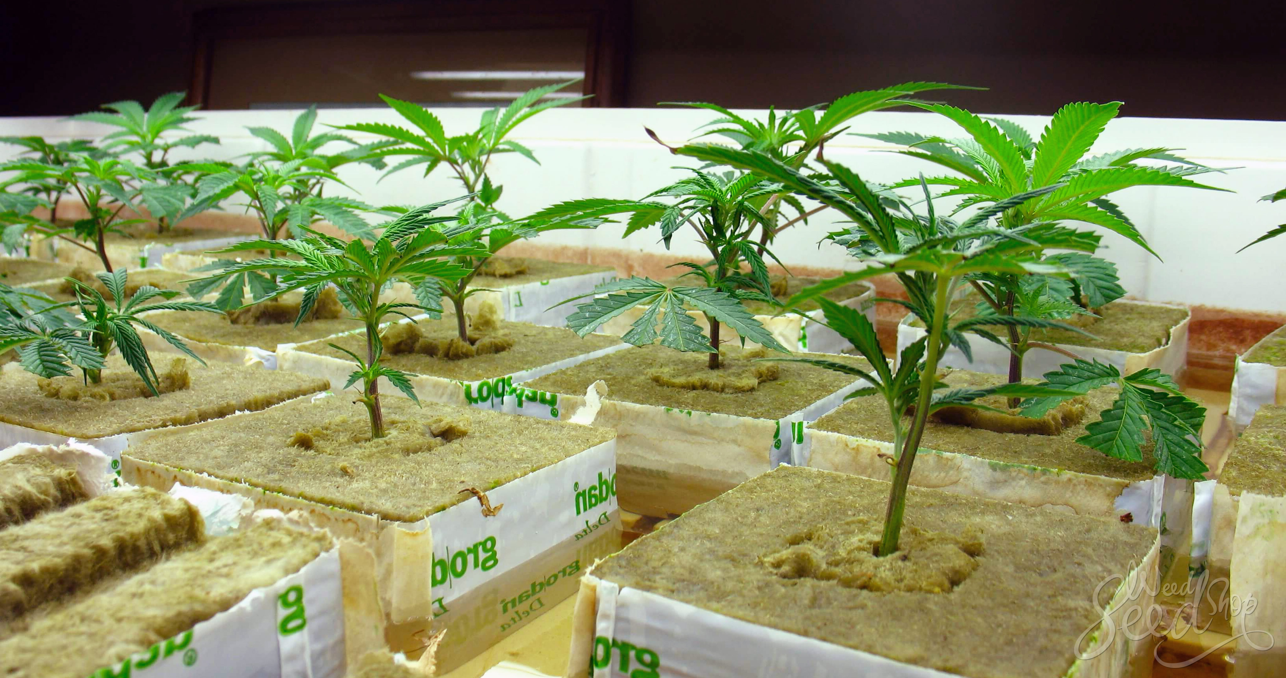 How to Grow Weed in a Hydroponic System - WeedSeedShop