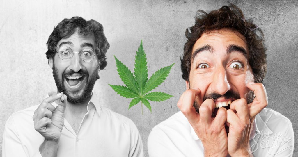 How to Smoke Weed Without Freaking Out- WeedSeedShop