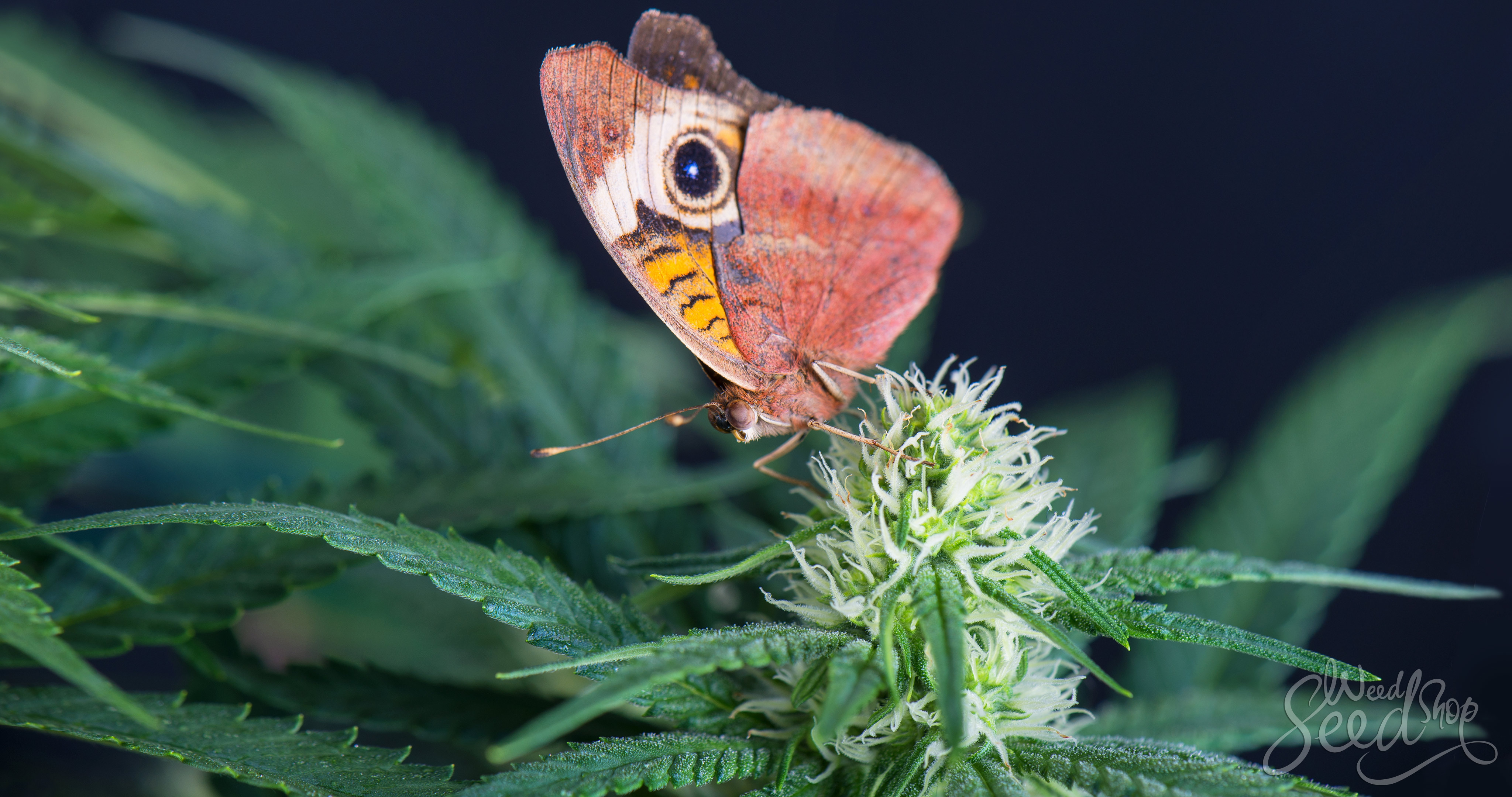 Cómo ser un fumón ecológico en 10 pasos - WeedSeedShop