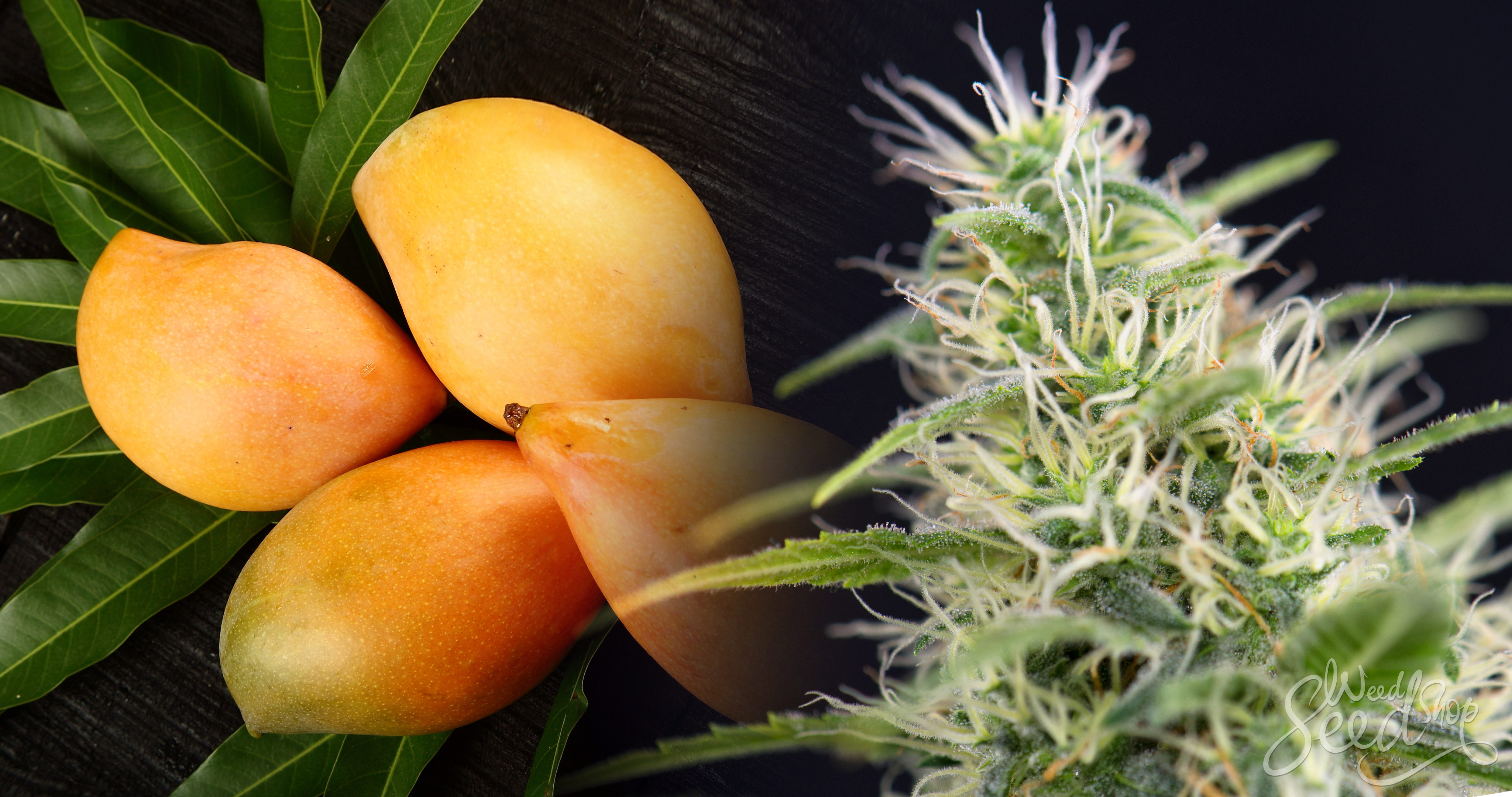 Versterk de werking van wiet met mango’s - WeedSeedShop