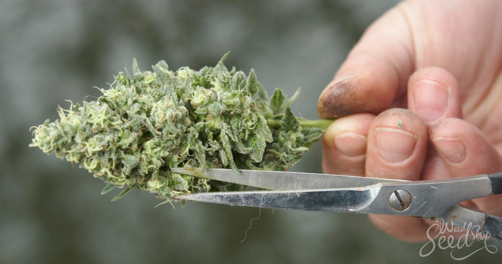 Comment bien tailler sa weed - WeedSeedShop Blog