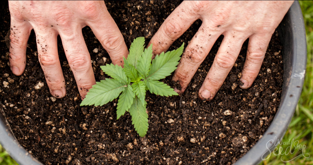 Comment transplanter un plant de cannabis