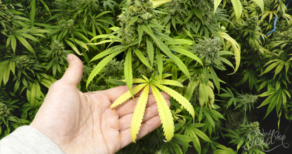 How to recognize and treat problems with a growing marijuana plant