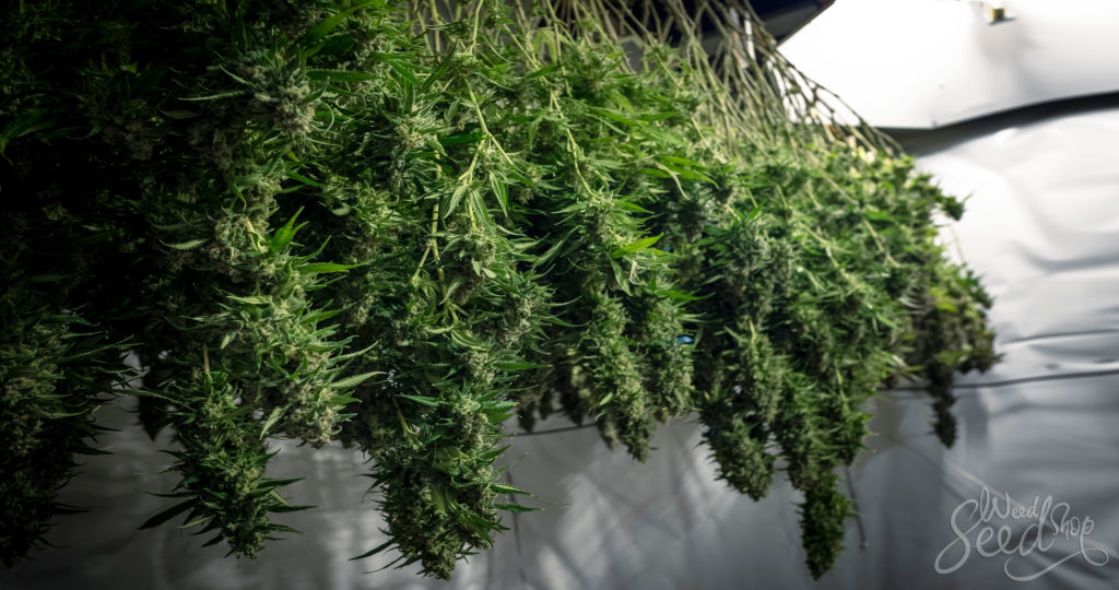 Comment utiliser toute la plante de cannabis - WeedSeedShop