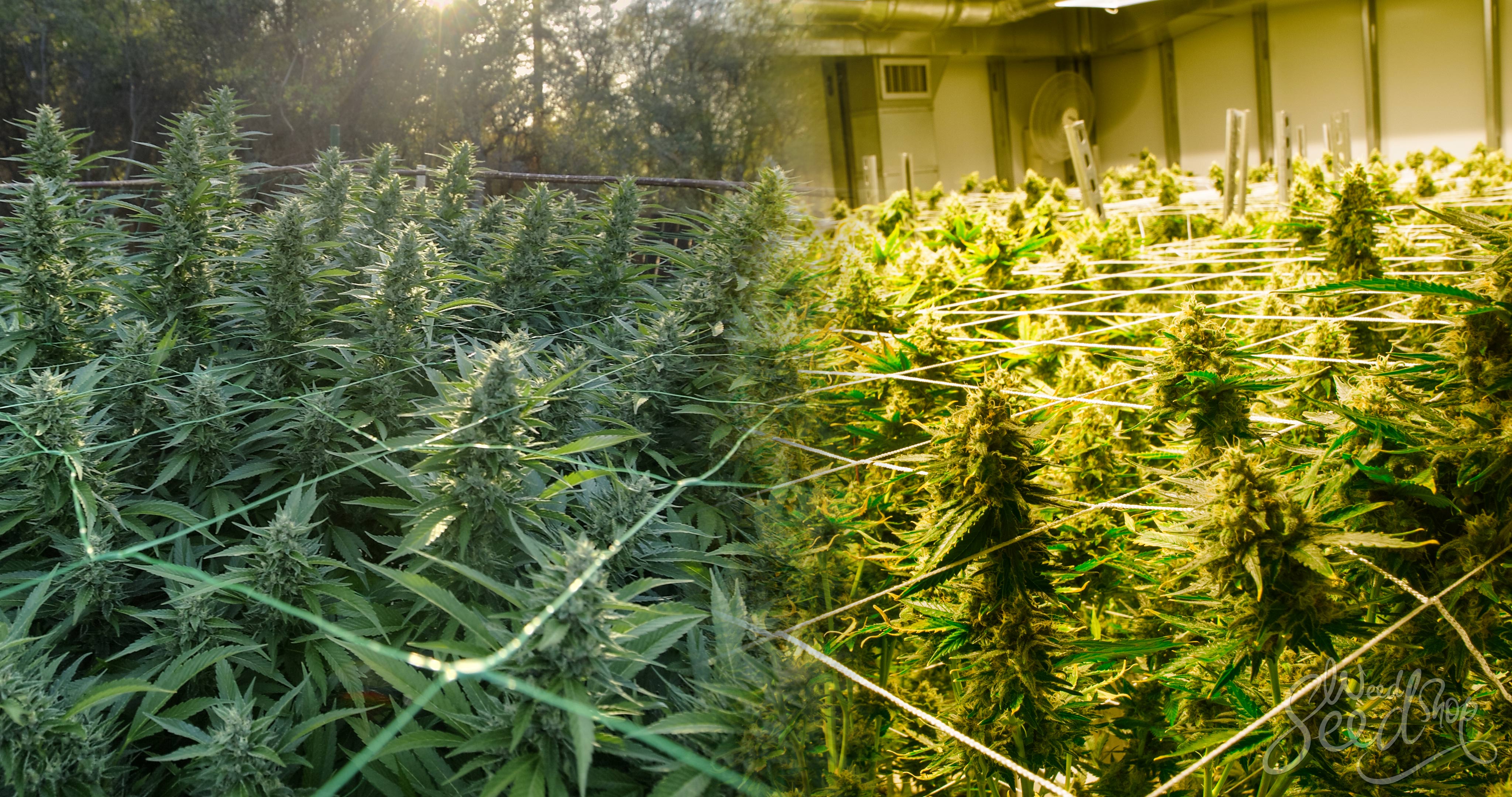 Indoor vs. Outdoor Cannabis Seeds– Which is best for you? - Weed Seed Shop Blog