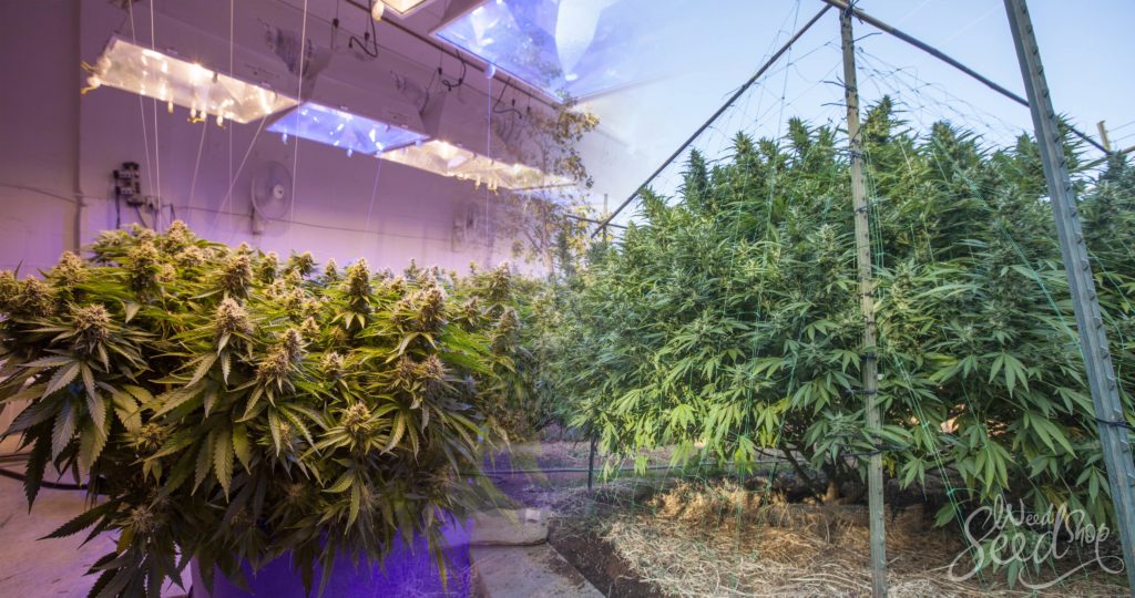 Outdoor vs. Indoor: Anbau Equipment - WeedSeedShop