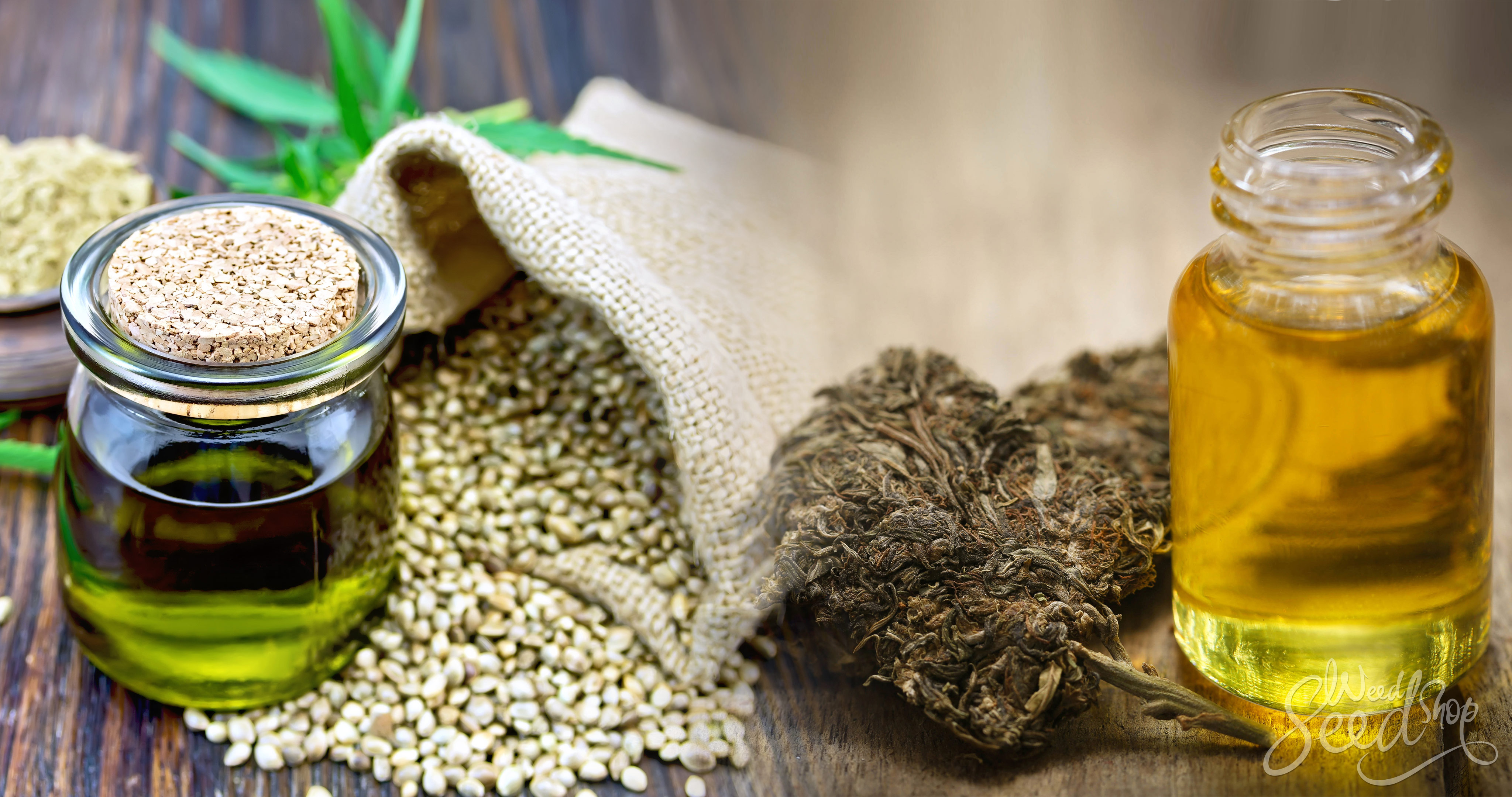 Conoce la diferencia: Aceite de cáñamo vs. Aceite de Cannabis - WeedSeedShop