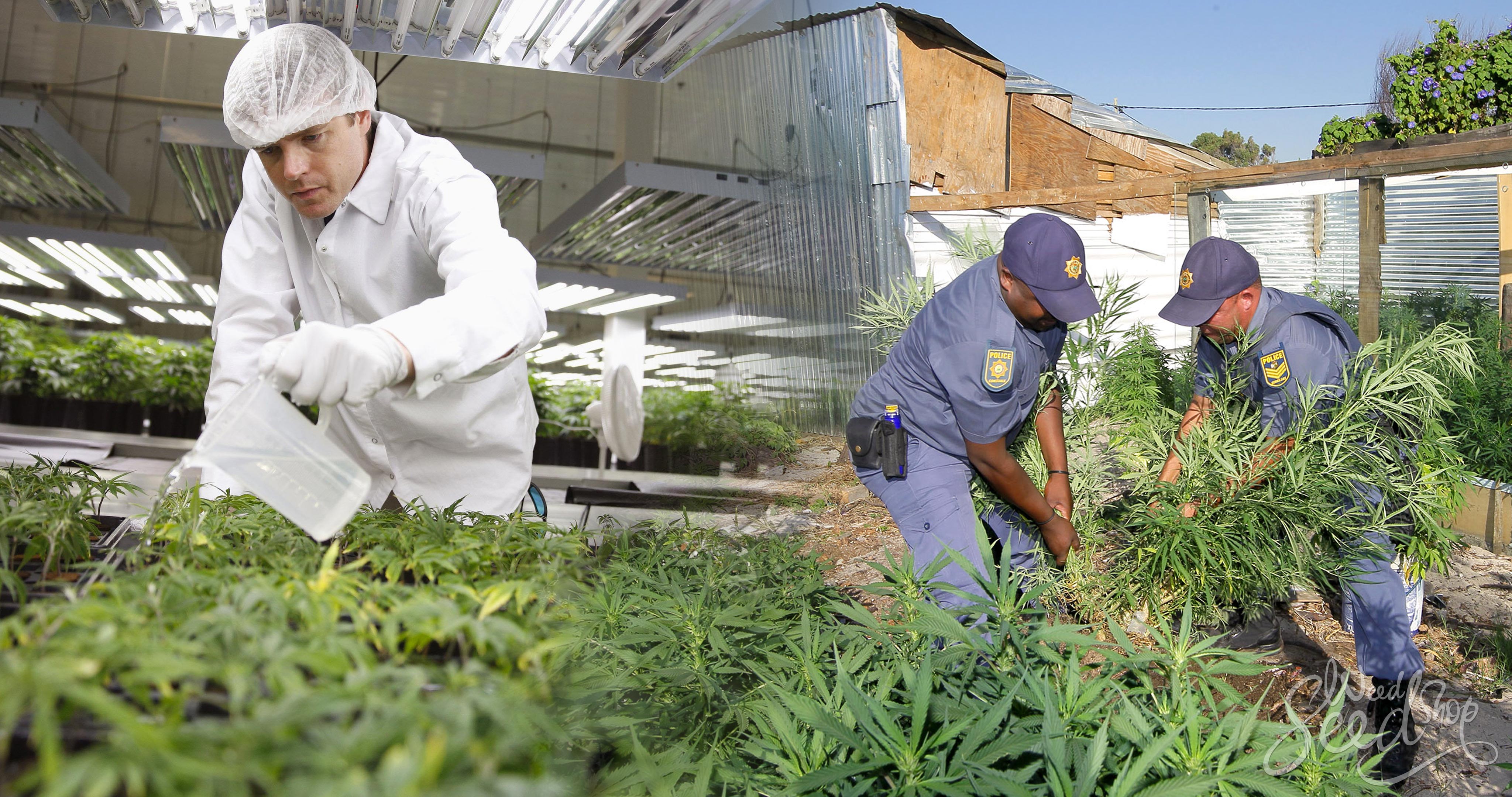 Le rapport entre marché noir et marché légal - WeedSeedShop