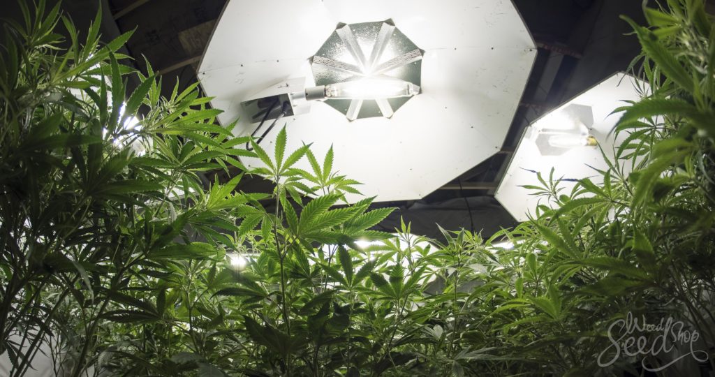 Grow Room: Types of Lighting & Impact on Yields - WeedSeedShop