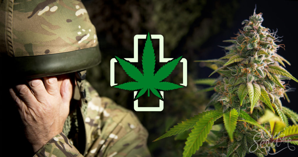 Marijuana and PTSD: dependency or treatment?- WeedSeedShop