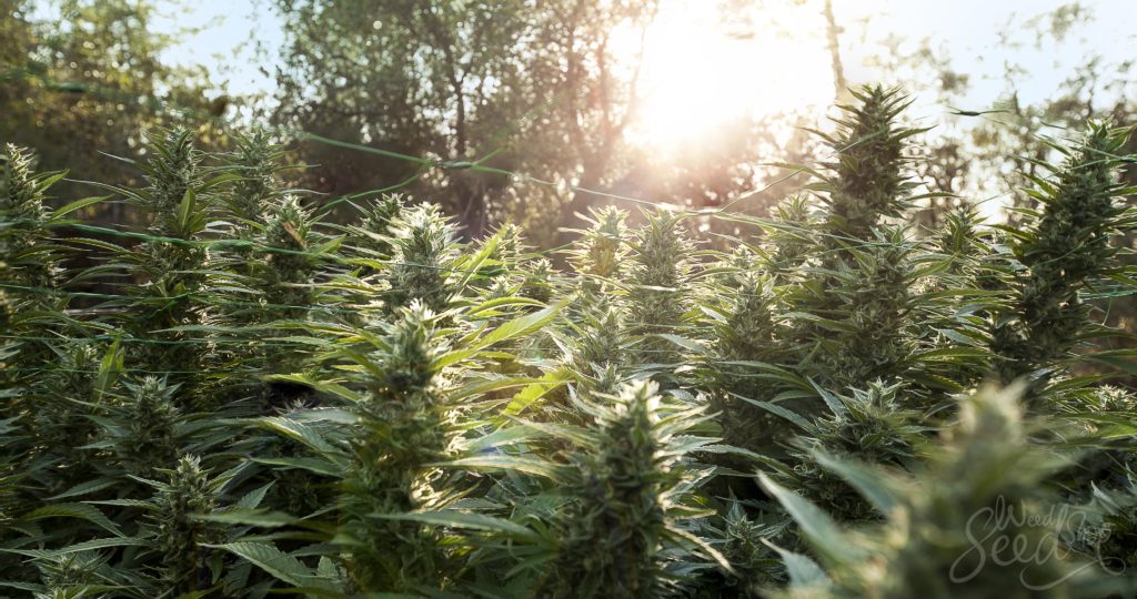 How To Grow Organic Marijuana – Essential Guide For an Organic Marijuana Garden