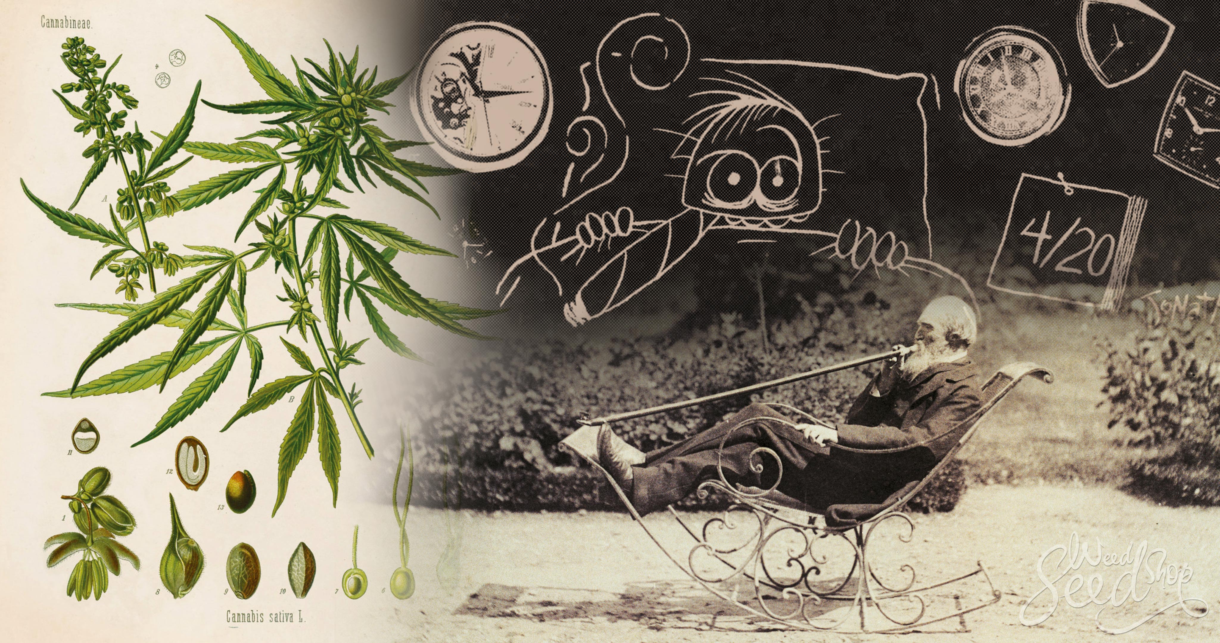 La historia del cannabis y curiosidades - WeedSeedShop