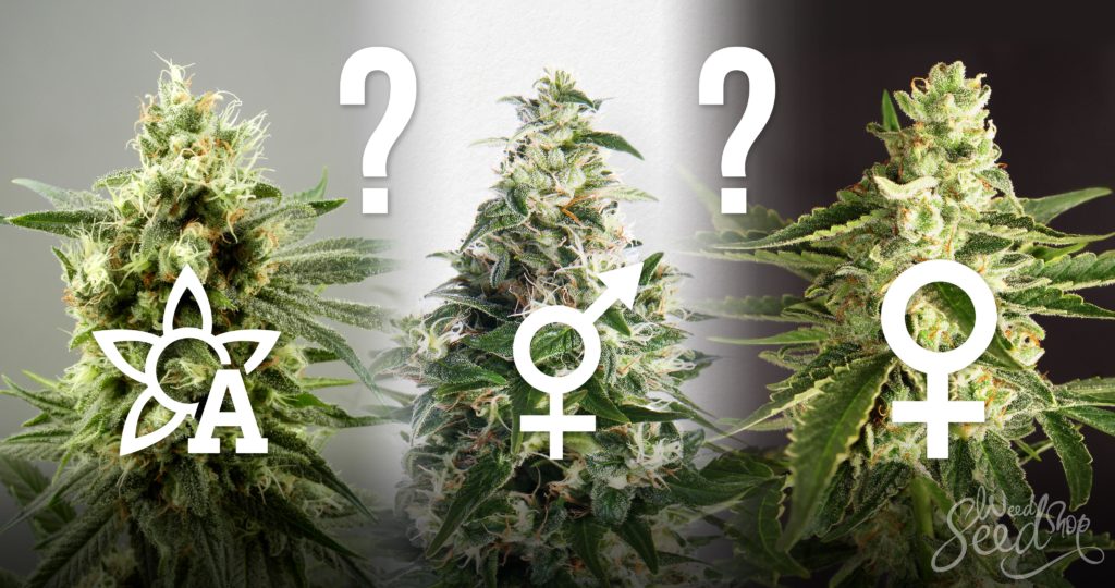 ¿Regulares, feminizadas o de Autofloración? - WeedSeedShop