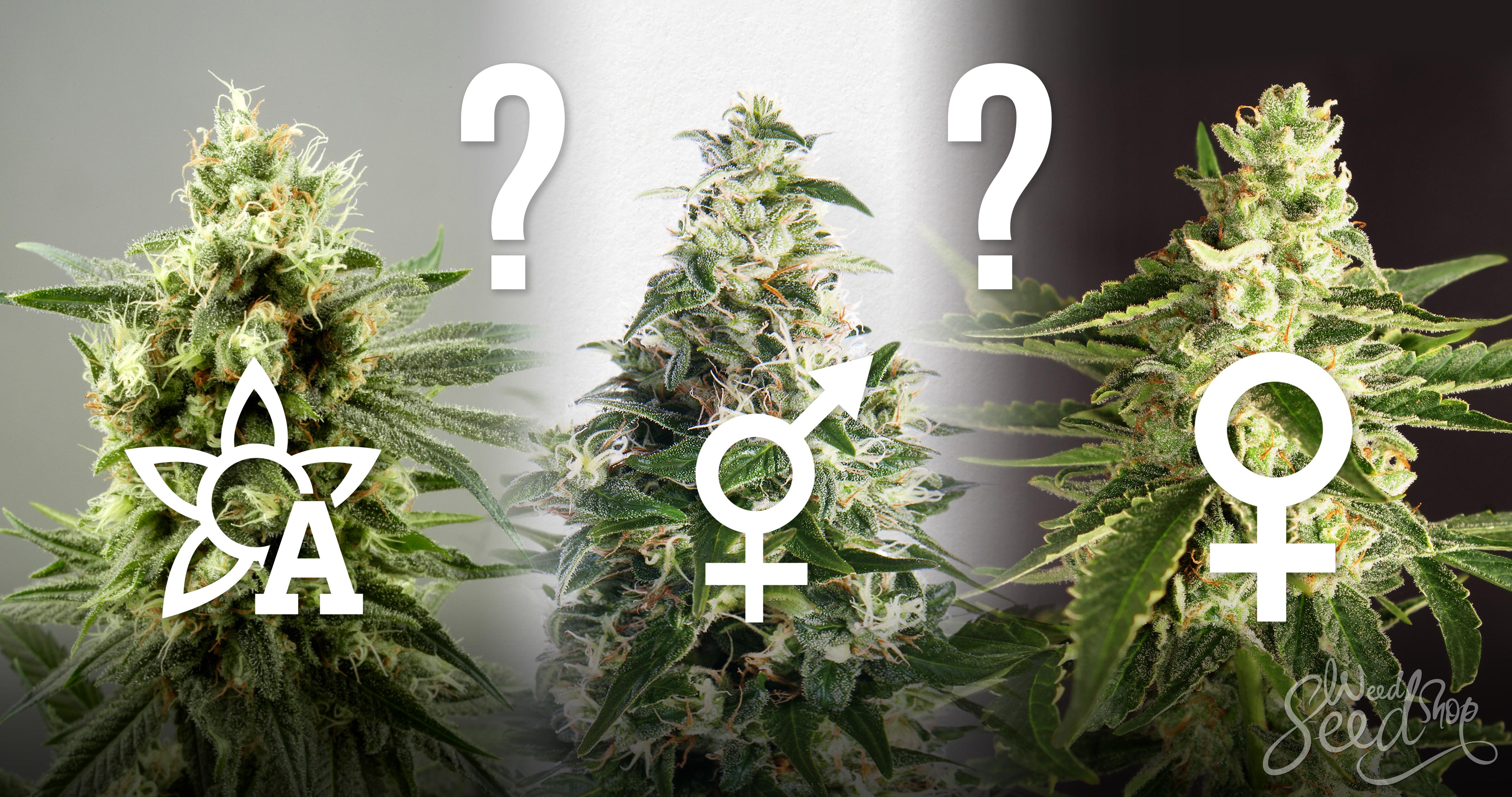 ¿Regulares, feminizadas o de Autofloración? - WeedSeedShop