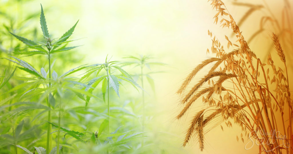 The 4 Benefits of Cover Crops for Cannabis - WeedSeedShop