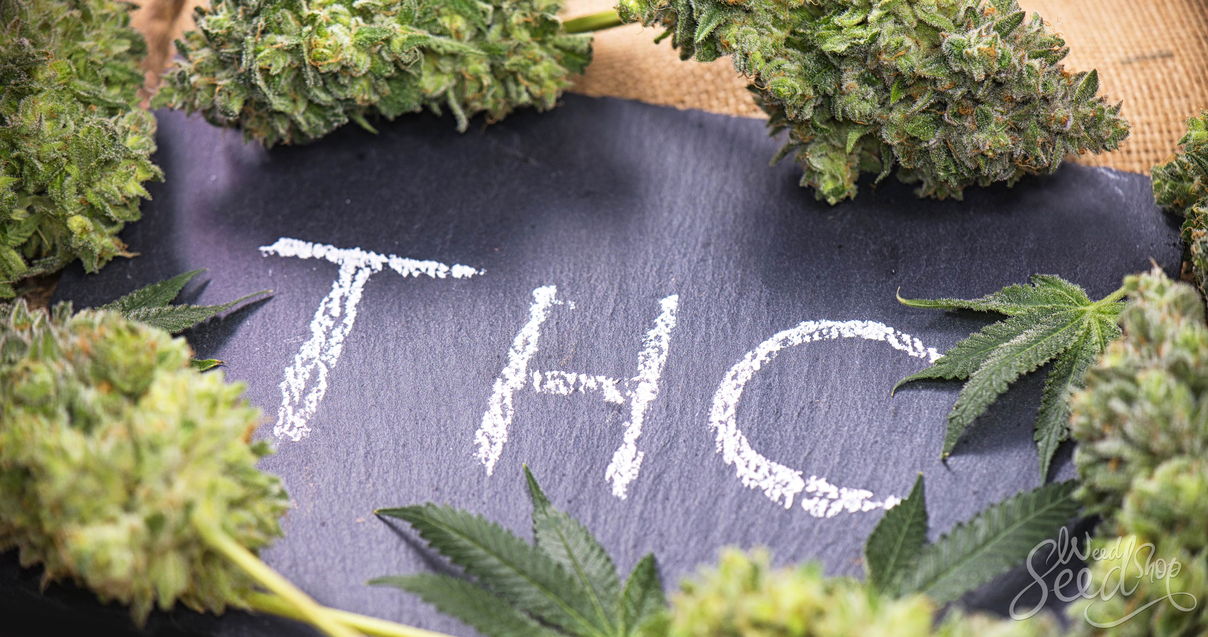 De THC Bijbel – Een Snelcursus in THC - WeedSeedShop