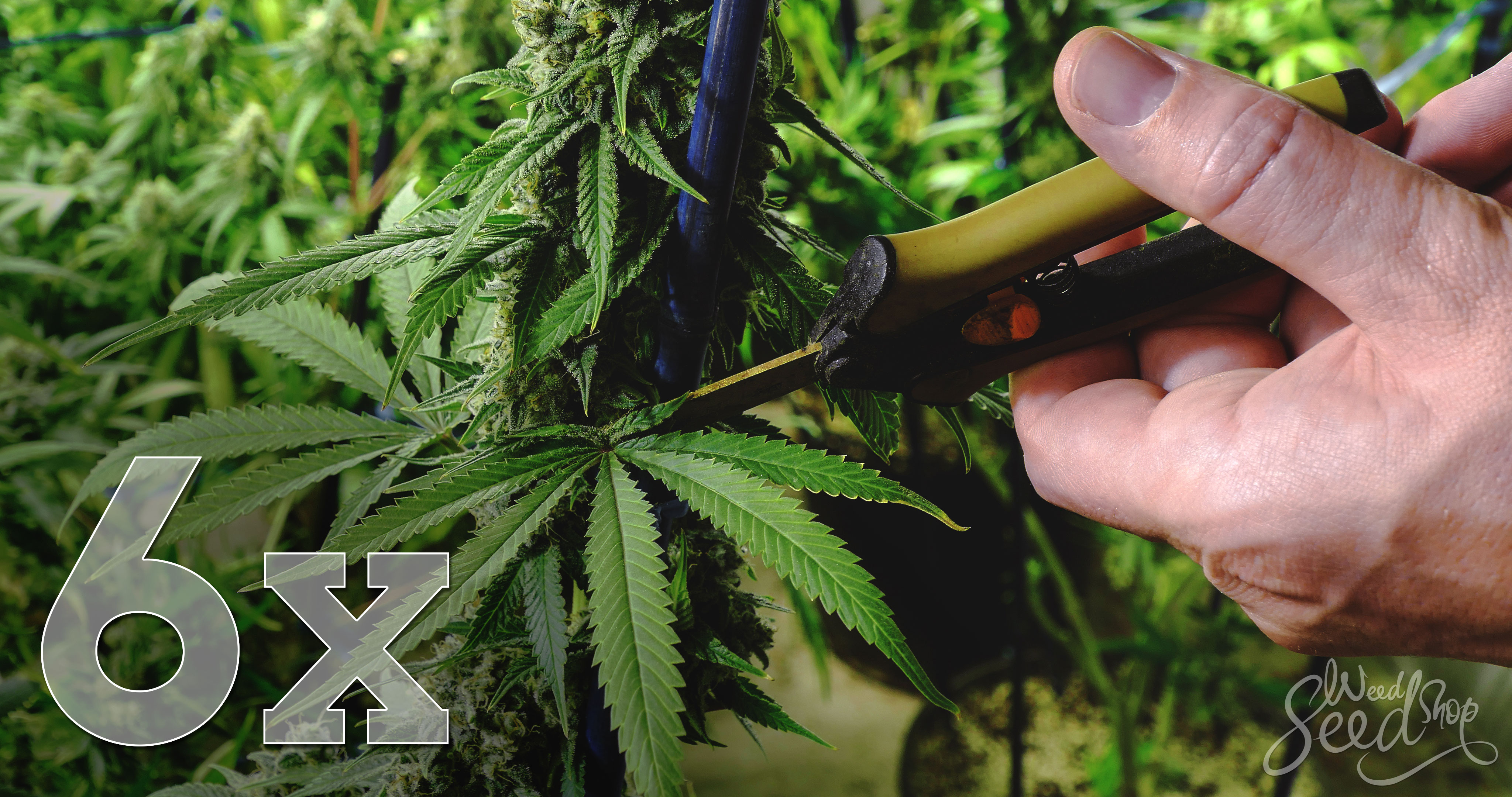 6 Tips For Pruning Your Cannabis Plants - WeedSeedShop Blog