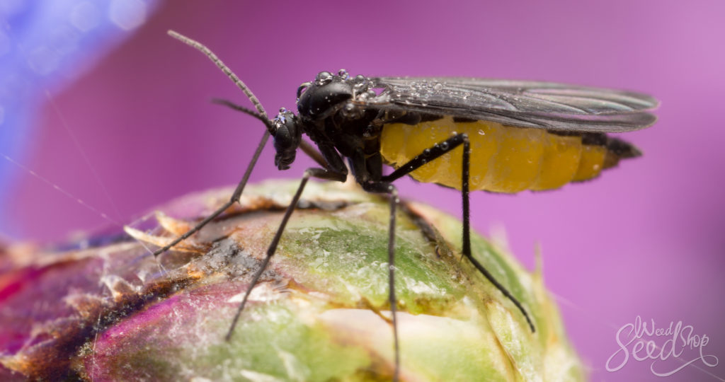 Les moucherons des champignonnières, comment s’en débarrasser ?