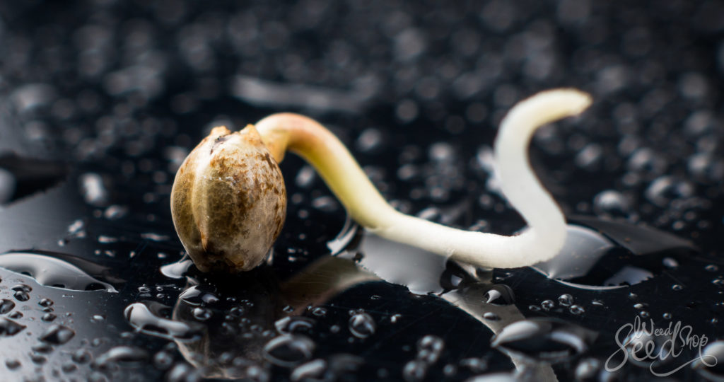 Lo que necesitas saber para germinar semillas de cannabis – WeedSeedShop Blog