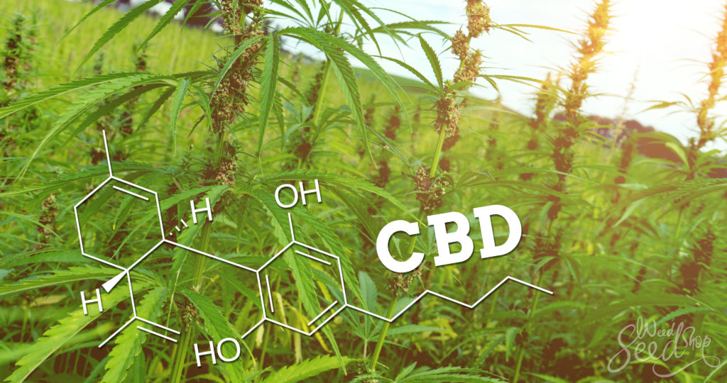 ¿Qué es el CBD (cannabidiol)? Lo básico – WeedSeedShop Blog