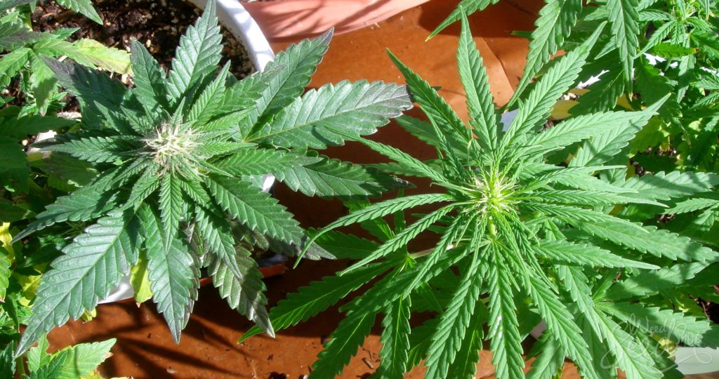 What is the Difference Between Cannabis Sativa, Indica, and Hybrid‏? - Weed Seed Shop Blog